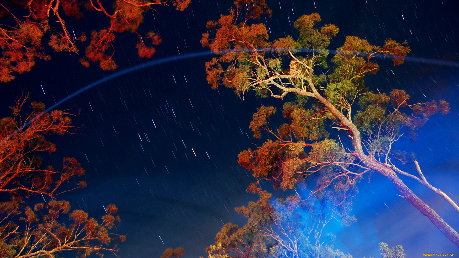 природа, деревья, ветки, enkindle, эефект