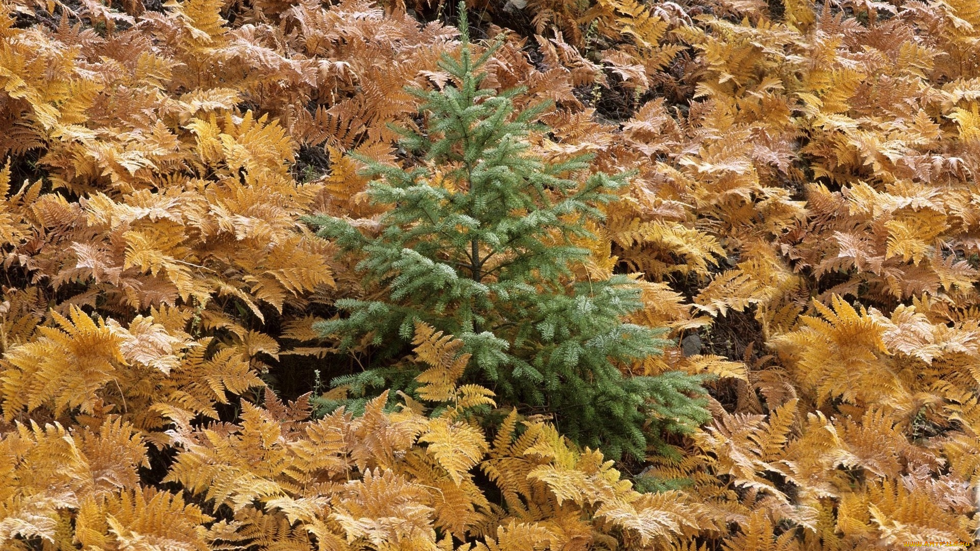 природа, другое, лес, листья, жёлтые, хвоя, ёлка