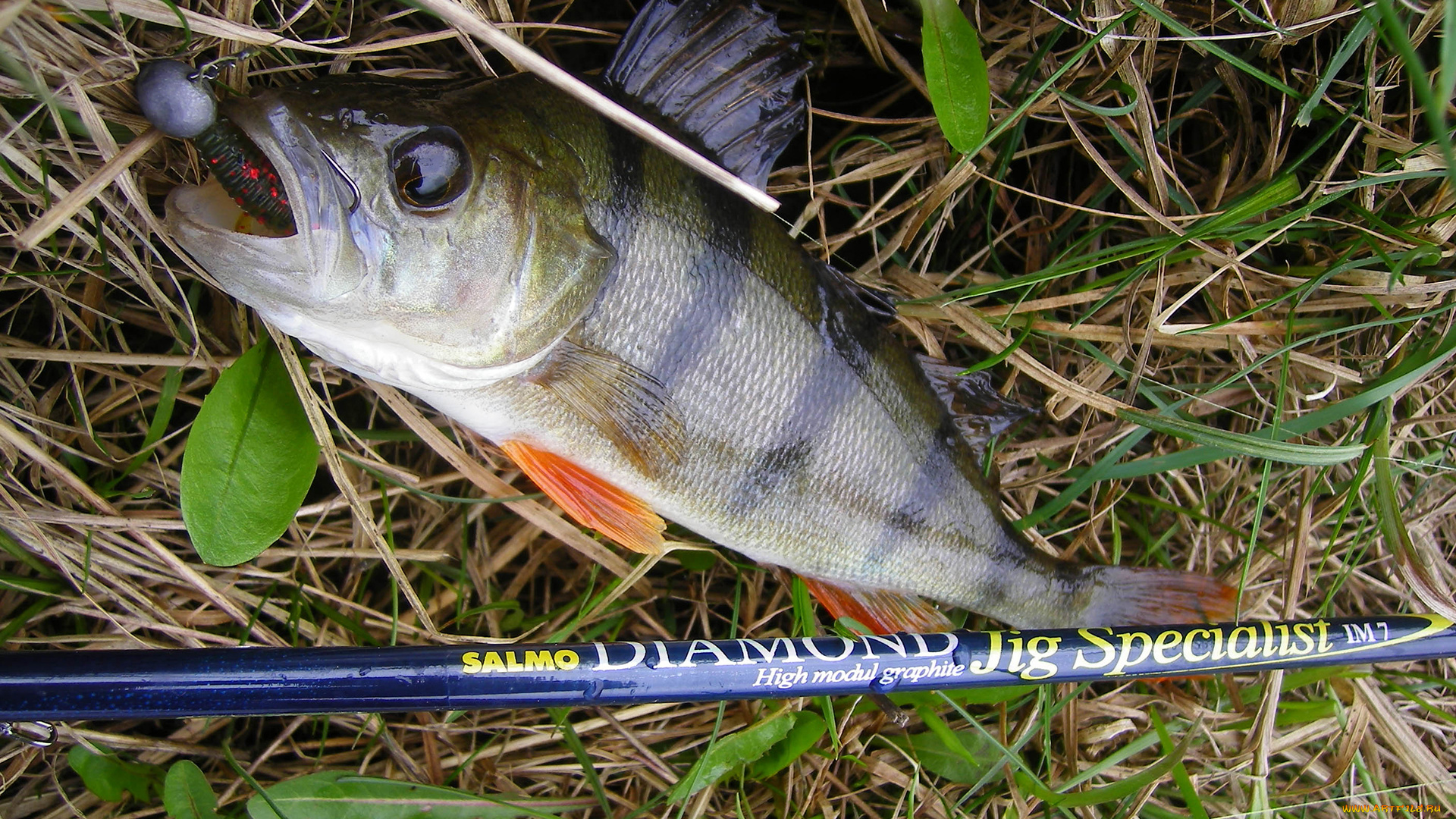 разное, рыбалка, , рыбаки, , улов, , снасти