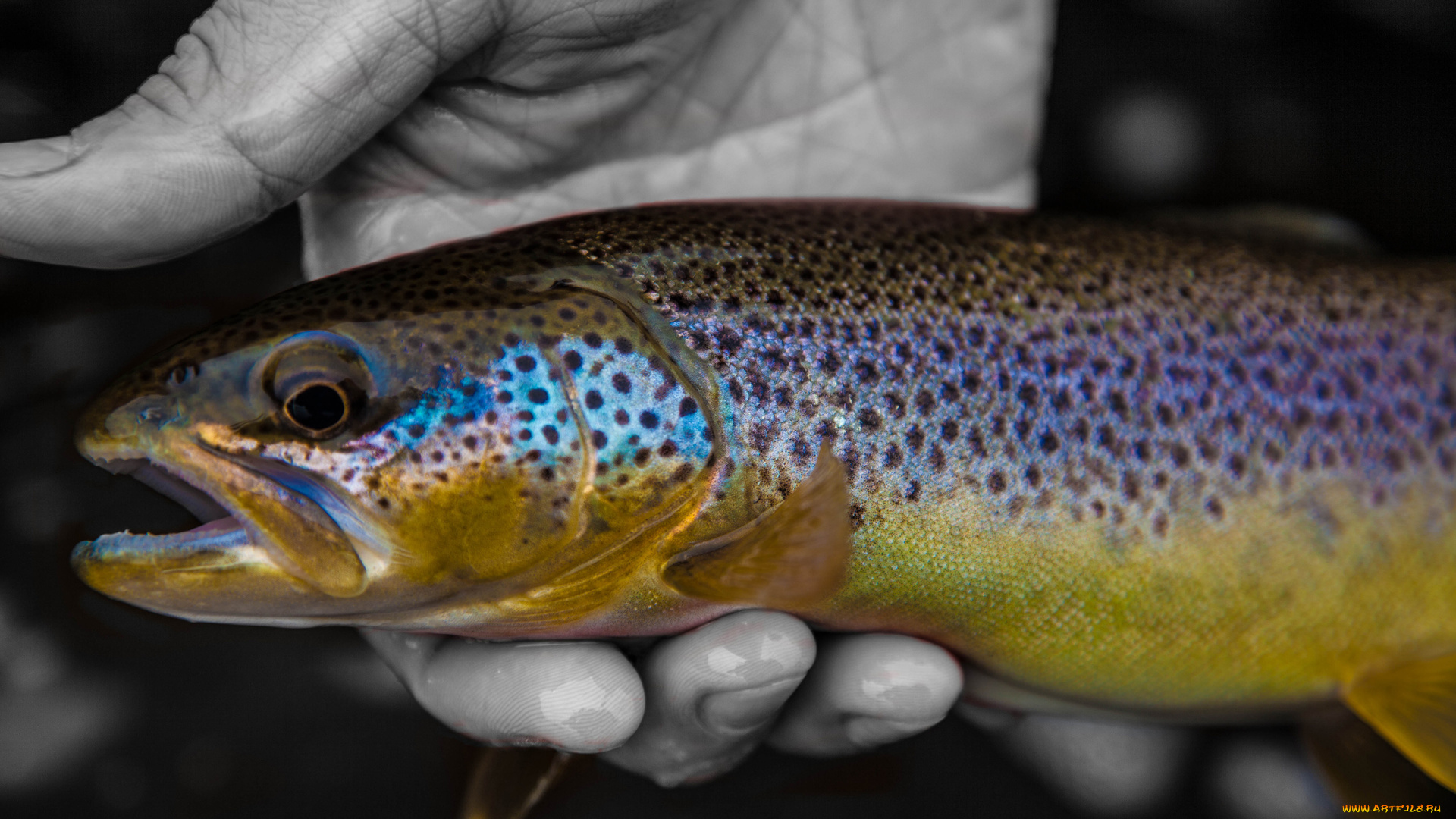 разное, рыбалка, , рыбаки, , улов, , снасти