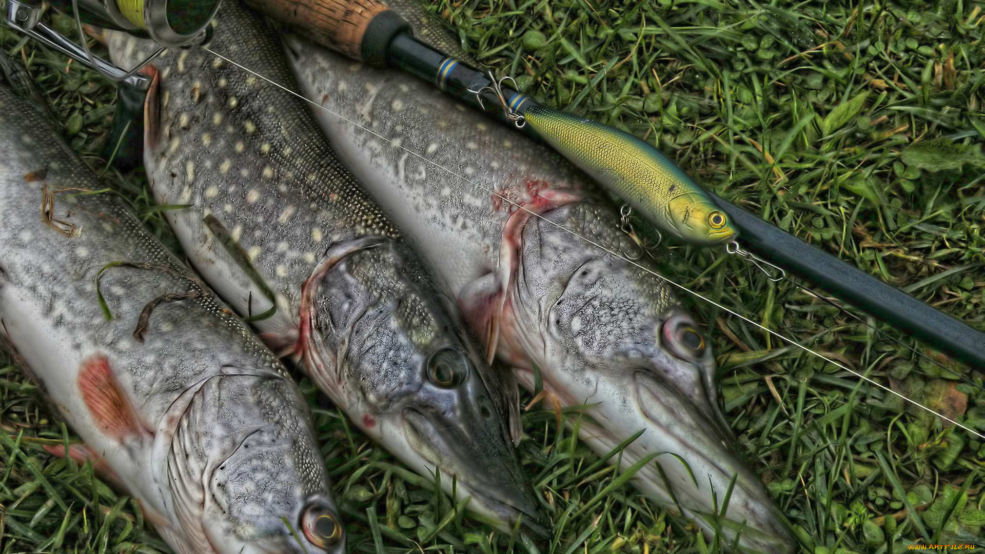 разное, рыбалка, , рыбаки, , улов, , снасти