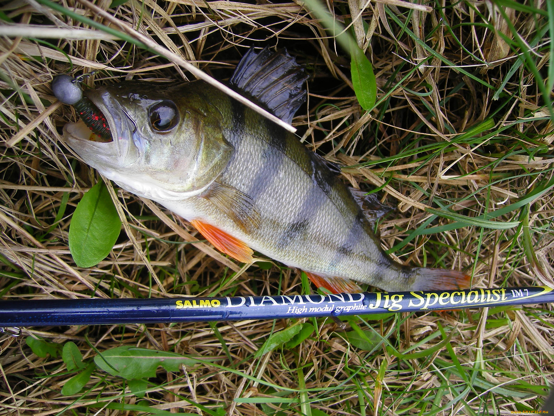 разное, рыбалка, , рыбаки, , улов, , снасти