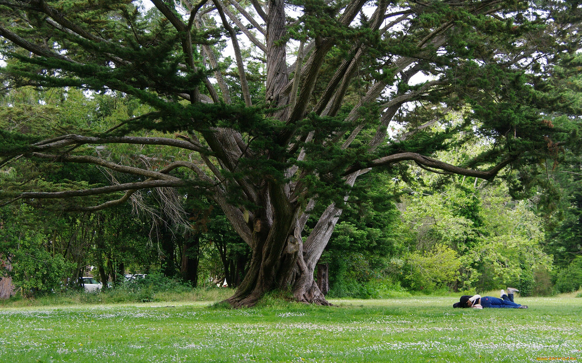 природа, деревья, дерево, большое, ветвистое, зелень, листья, трава, ветви