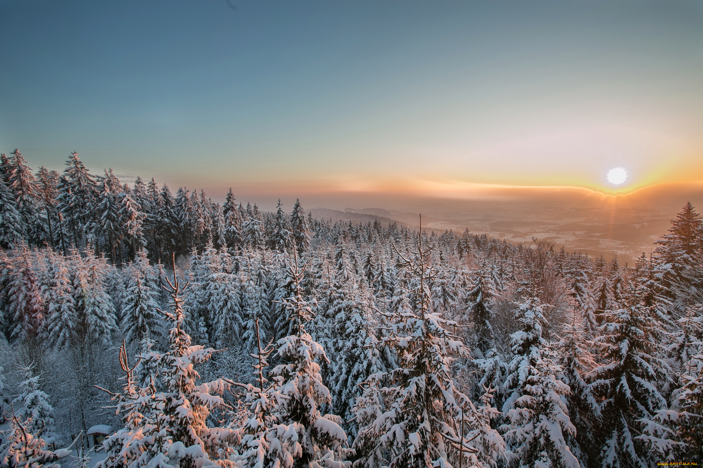 природа, зима, закат, снег, лес, ели
