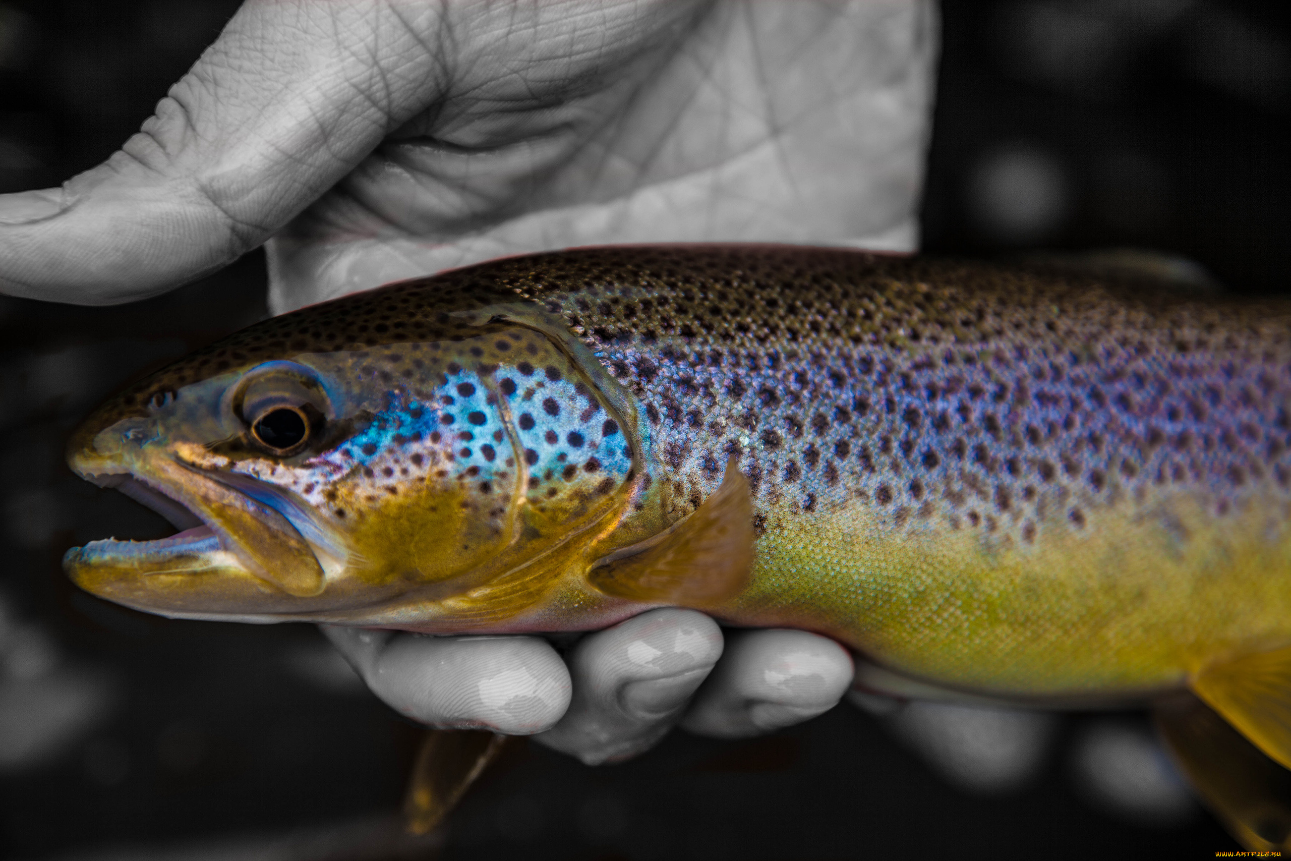 разное, рыбалка, , рыбаки, , улов, , снасти