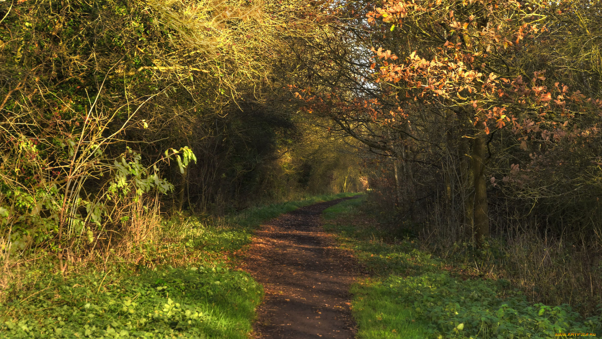 природа, дороги, лес, дорога