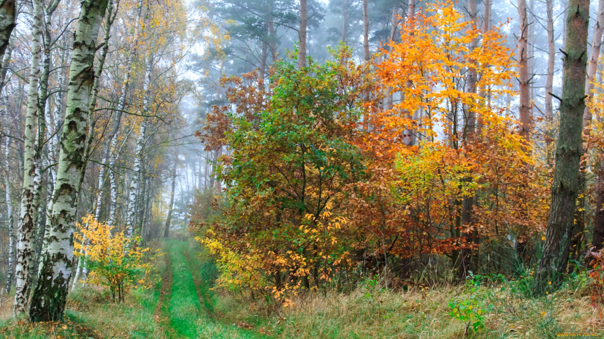 природа, дороги, лес, тракт