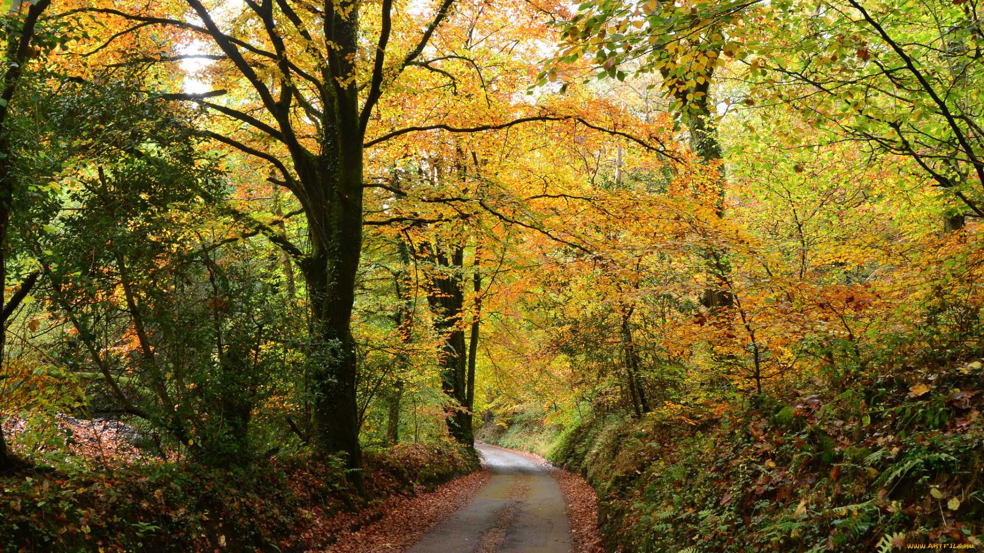 природа, дороги, лес, тракт