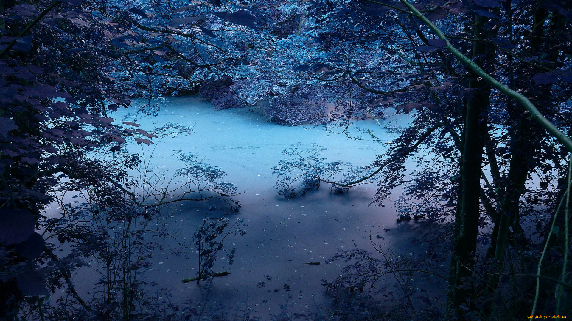 природа, реки, озера, болото, деревья, лес, озеро, заросли