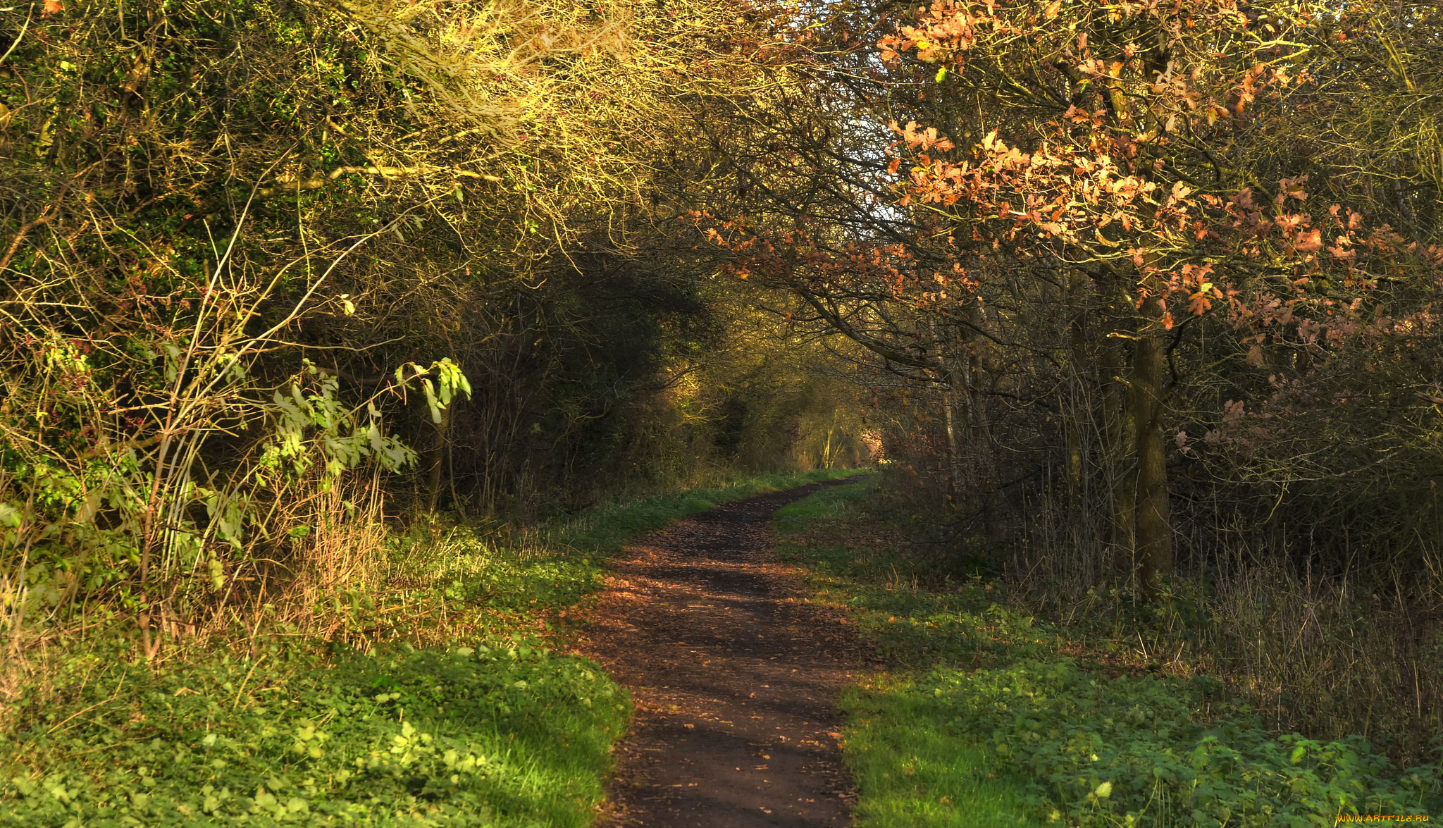 природа, дороги, лес, дорога