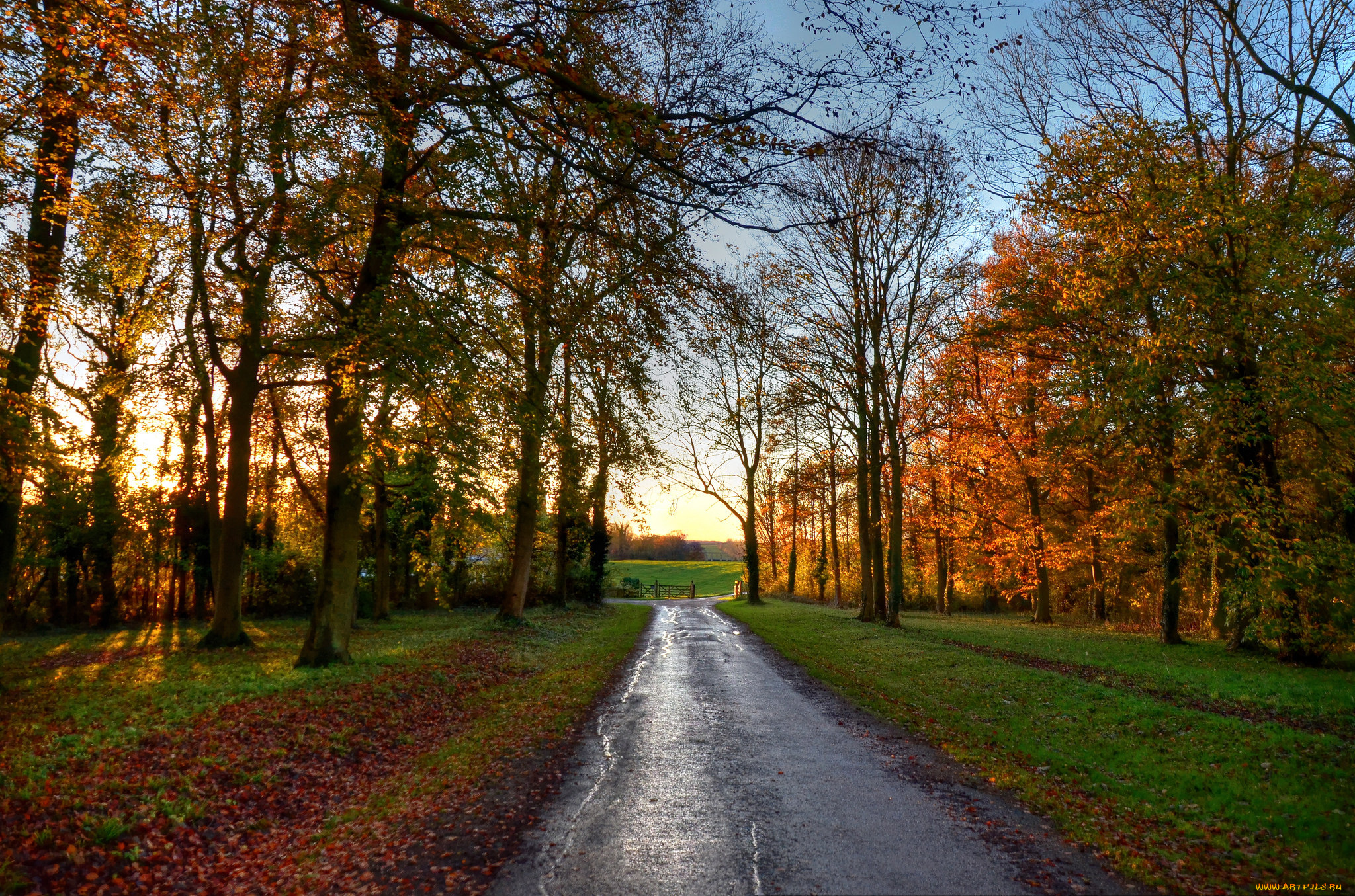 природа, дороги, лес, шоссе, осень