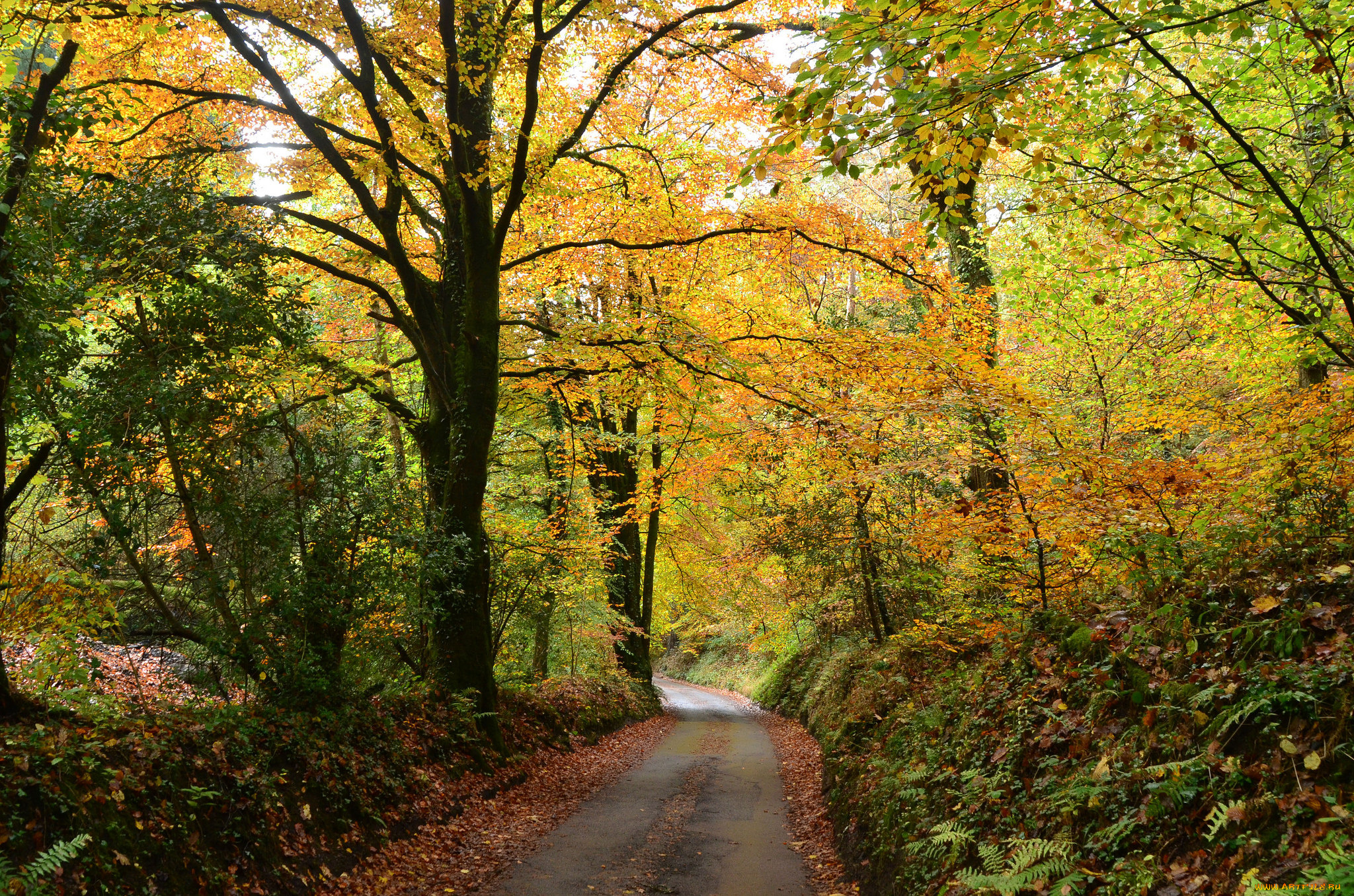 природа, дороги, лес, тракт