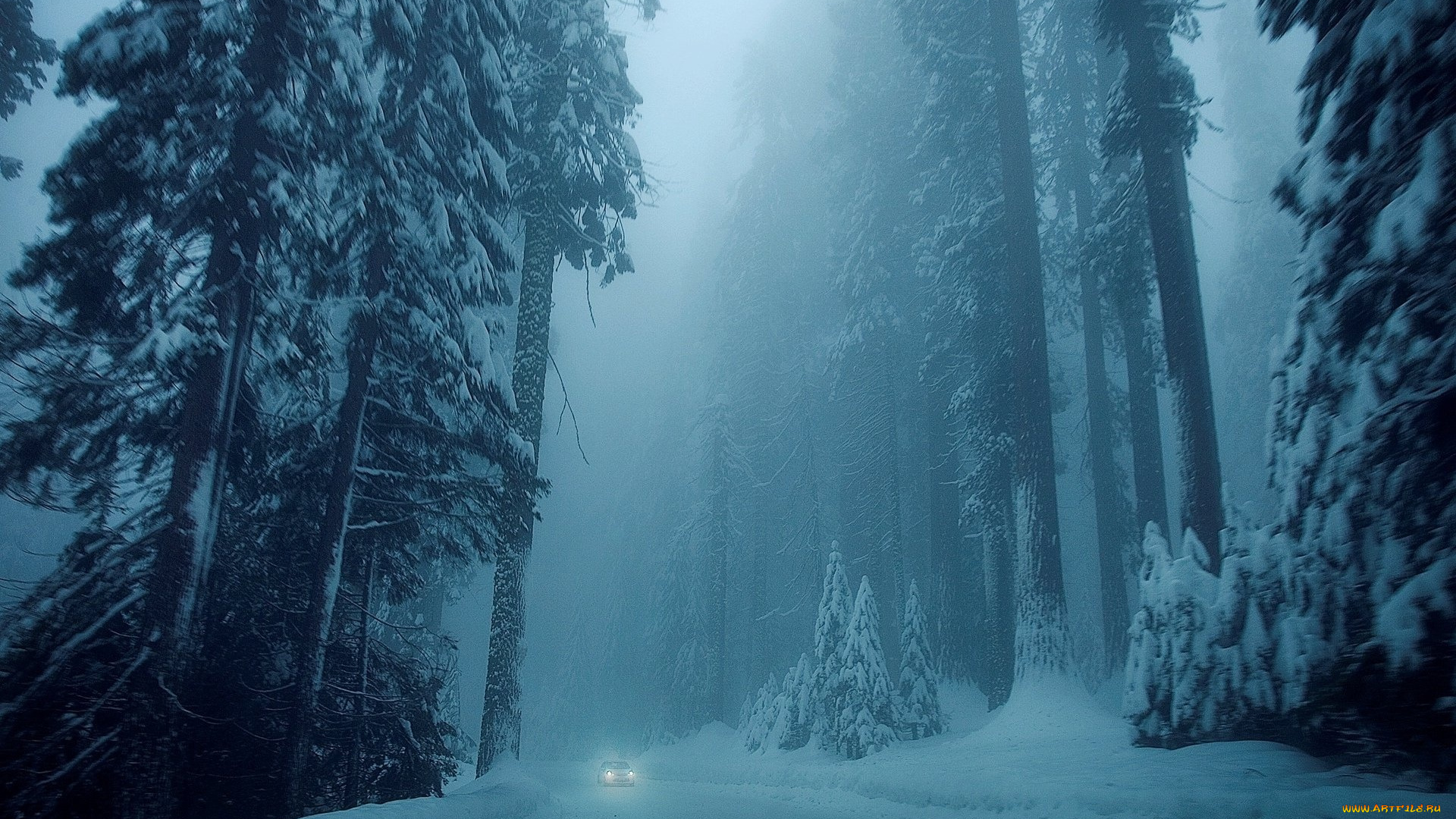 природа, лес, снег, деревья