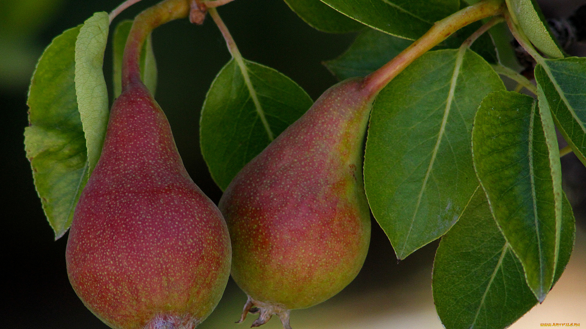 природа, плоды, груши