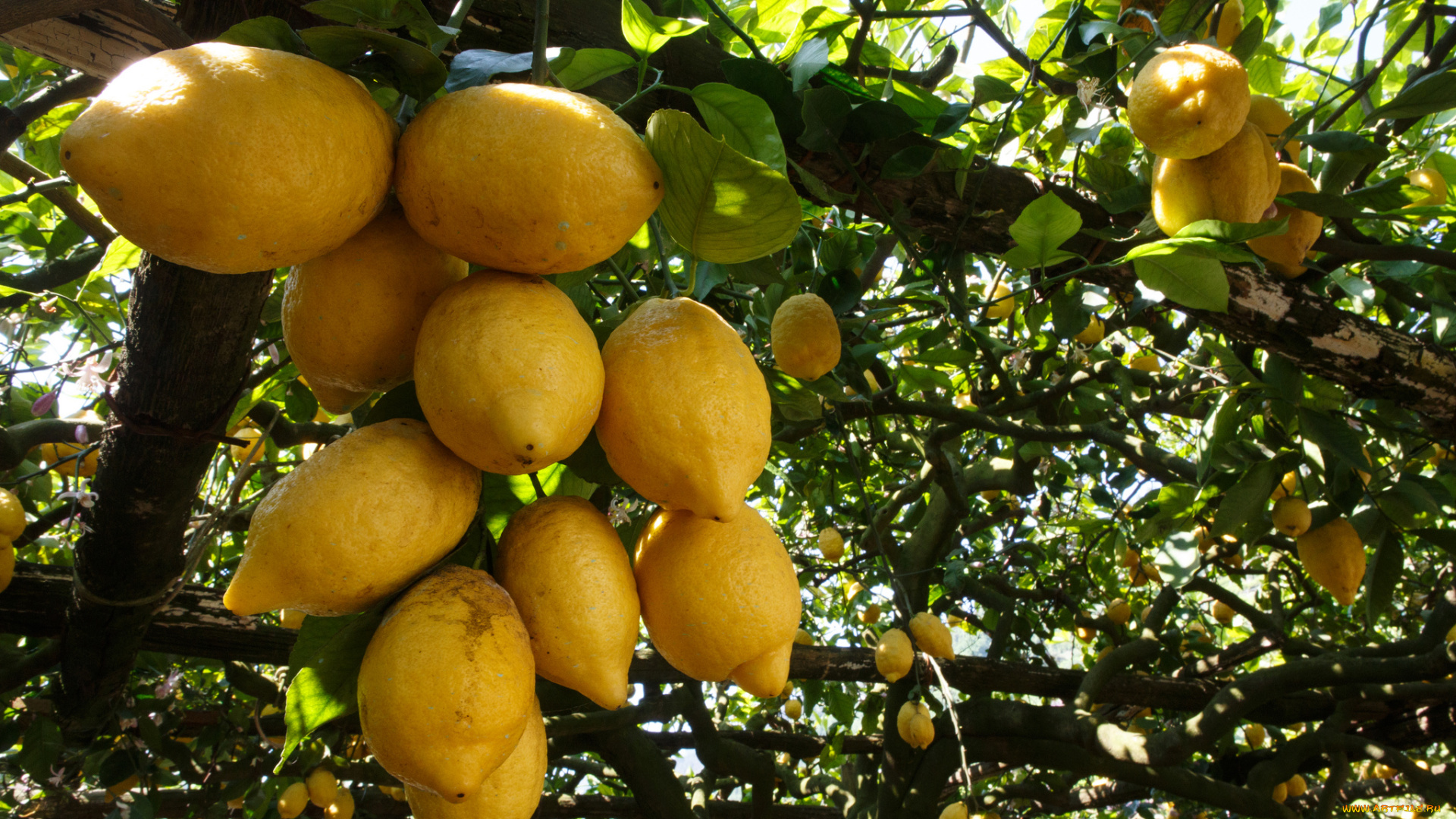 природа, плоды, лимоны