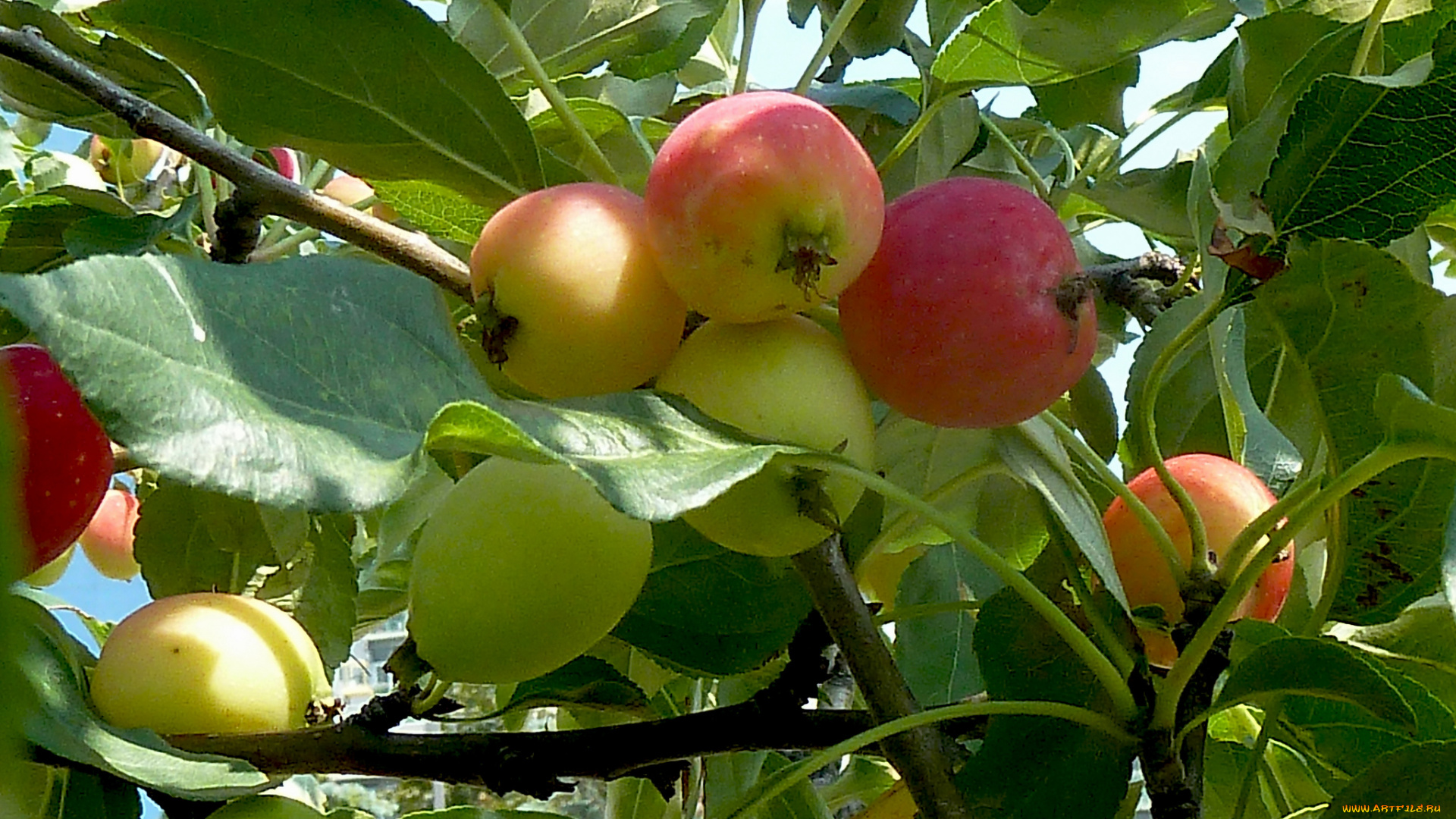 природа, плоды, яблоки