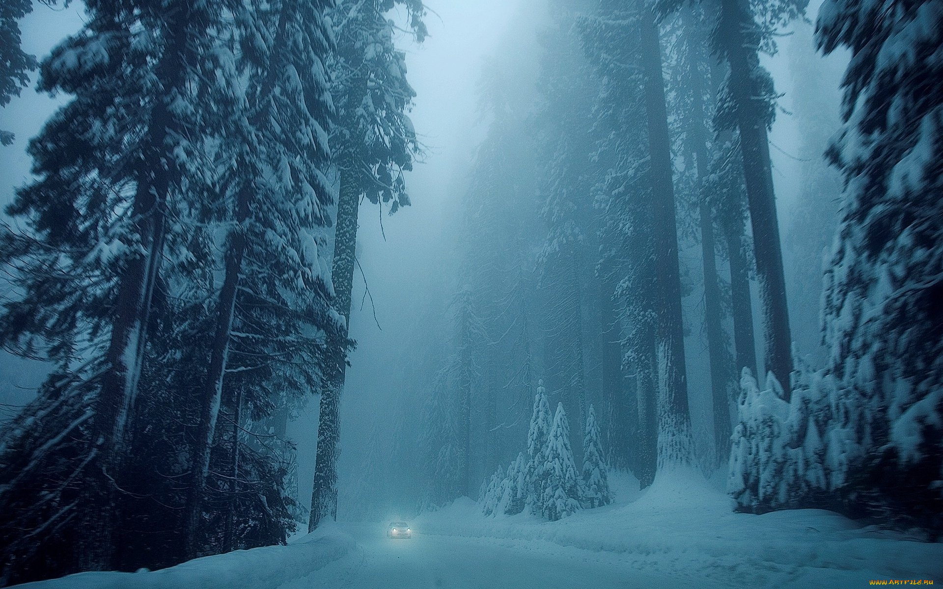 природа, лес, снег, деревья