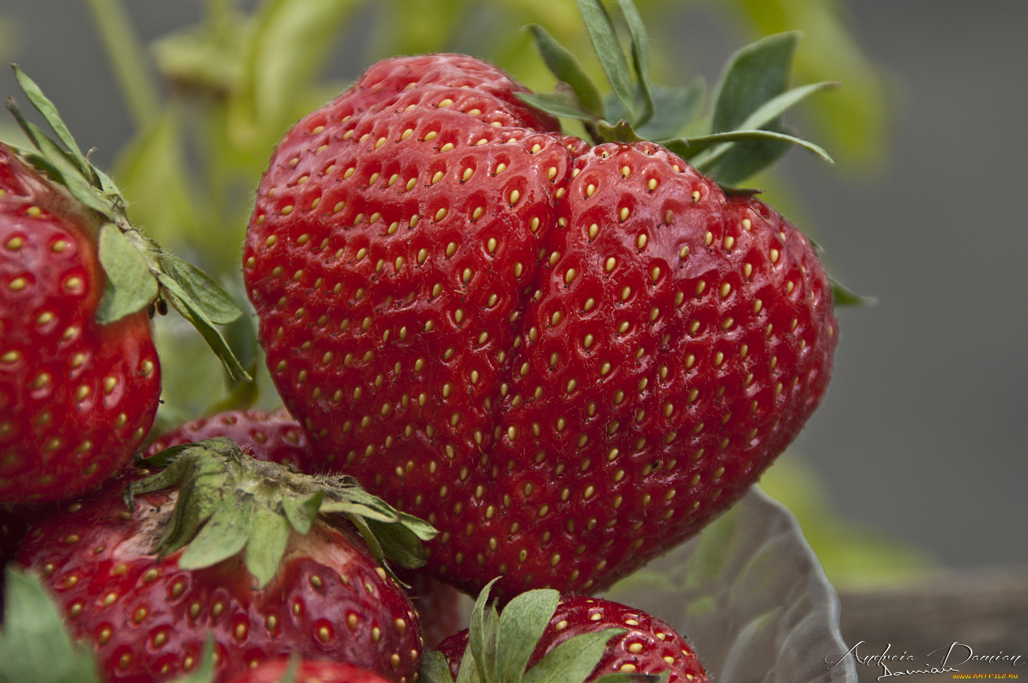 еда, клубника, , земляника, ягоды