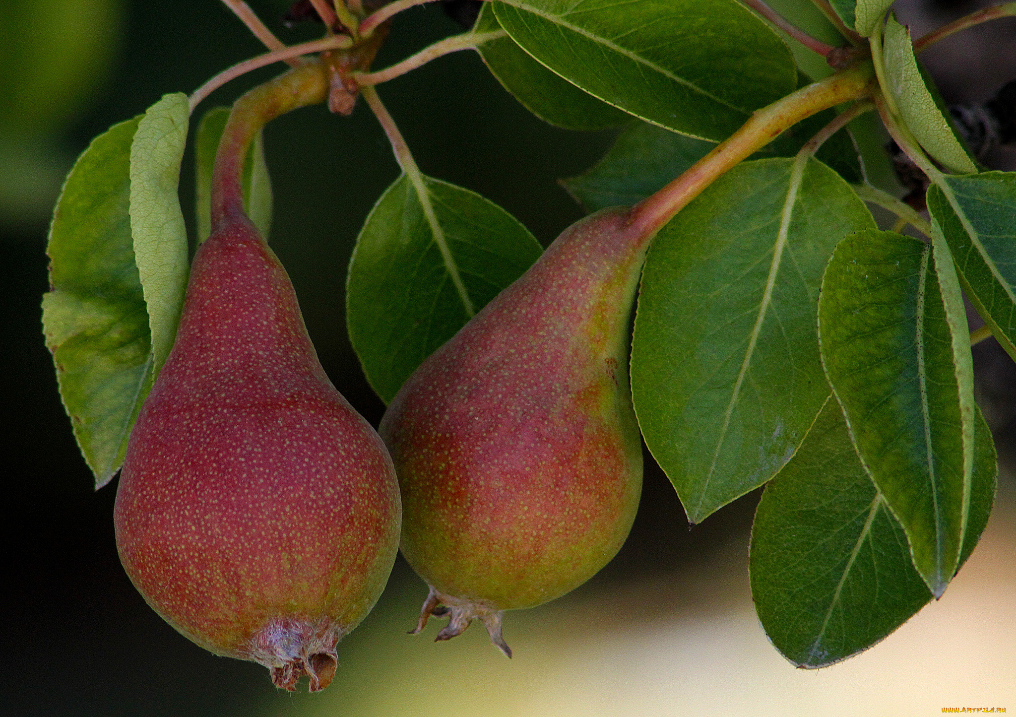 природа, плоды, груши