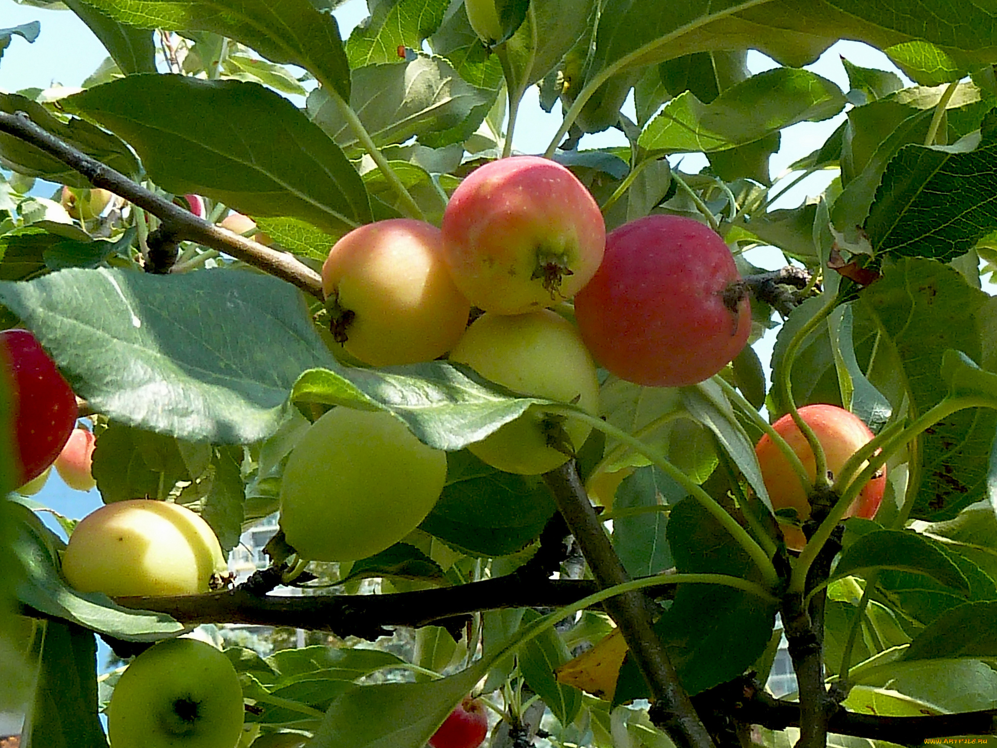 природа, плоды, яблоки