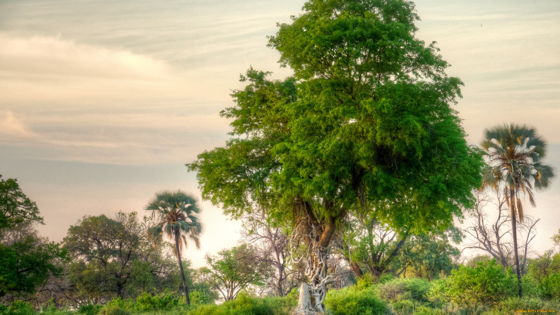 природа, деревья, простор