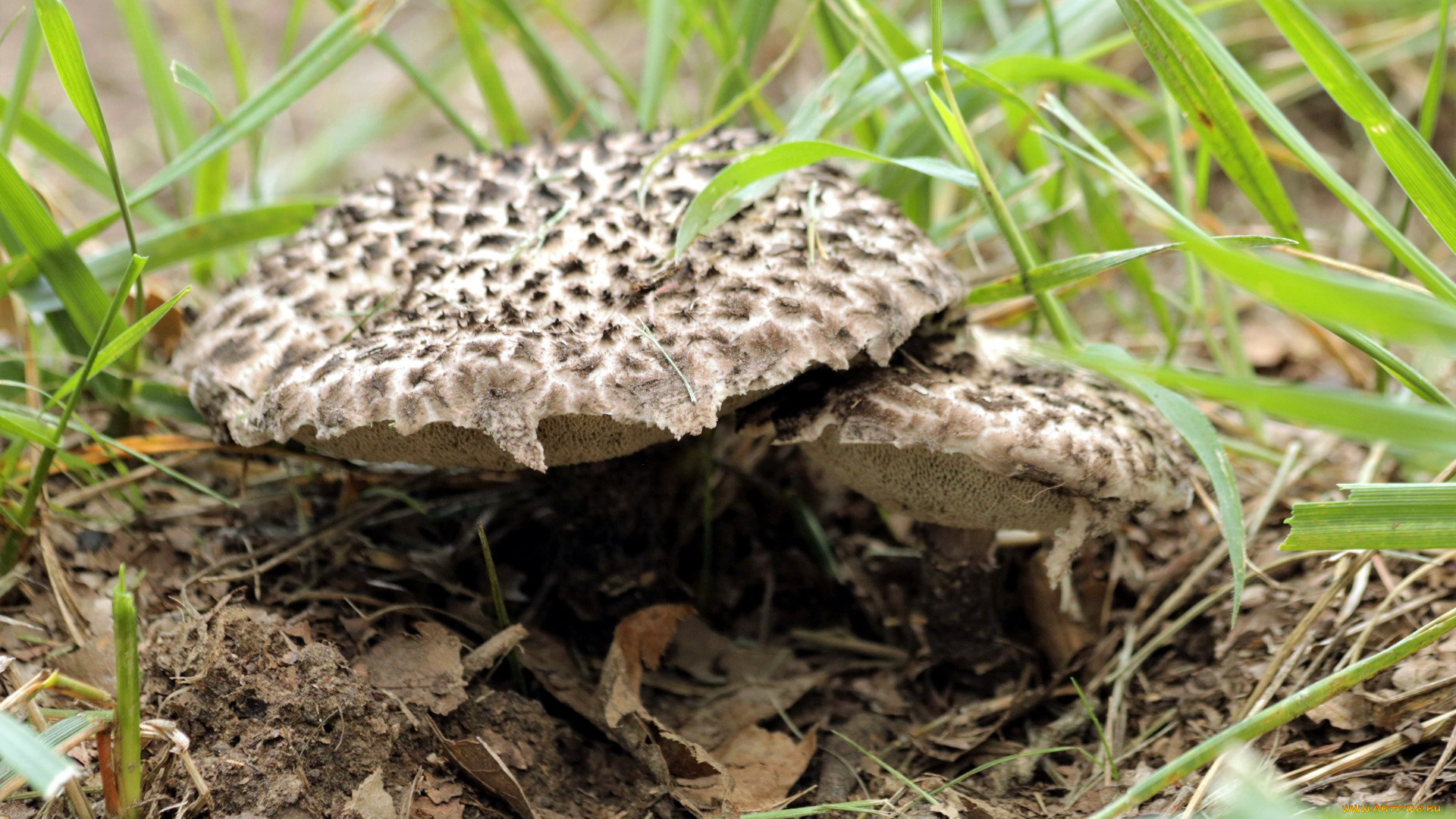 природа, грибы, листья, трава