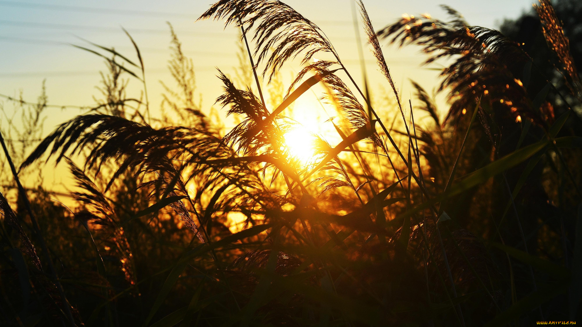 природа, восходы, закаты, закат, камыши, метелки, трава, солнце