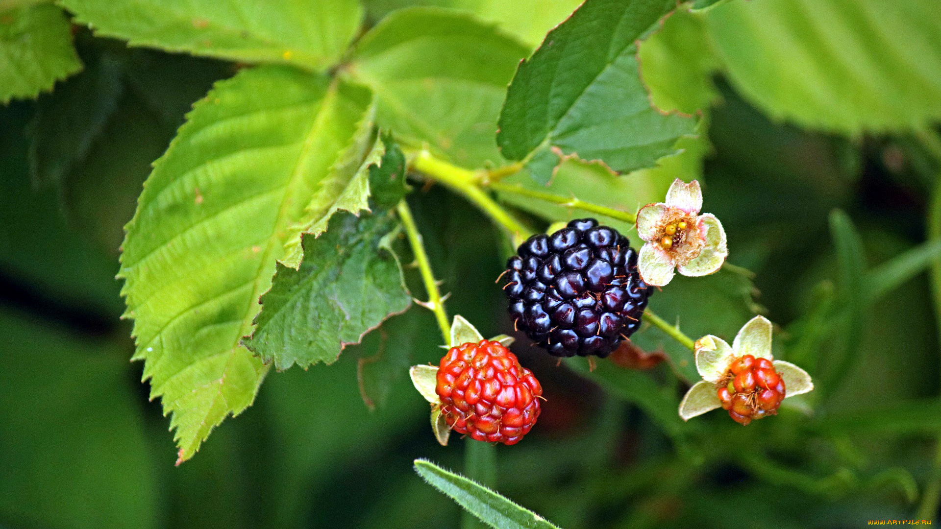 природа, Ягоды, ежевика