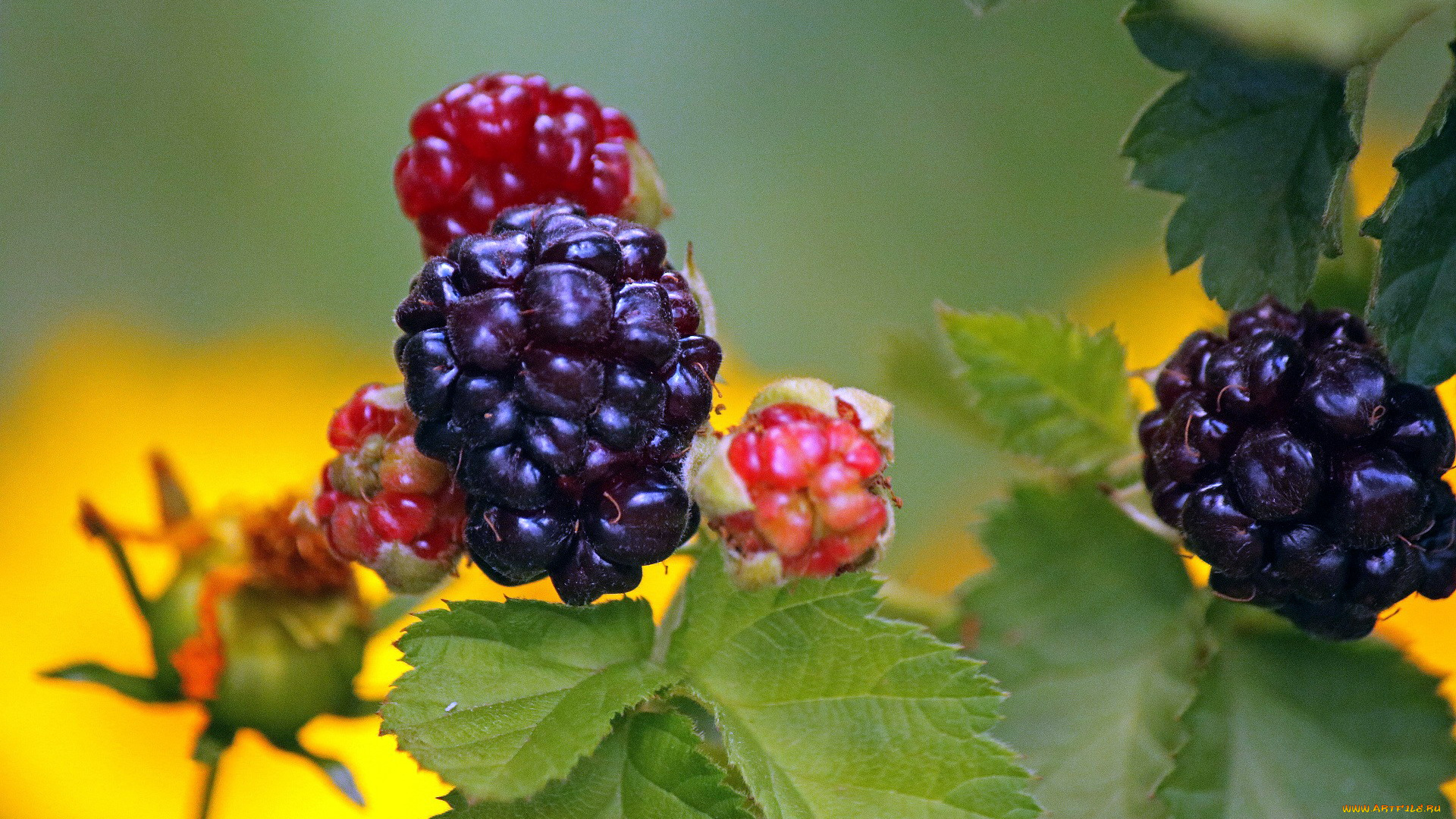 природа, Ягоды, ежевика