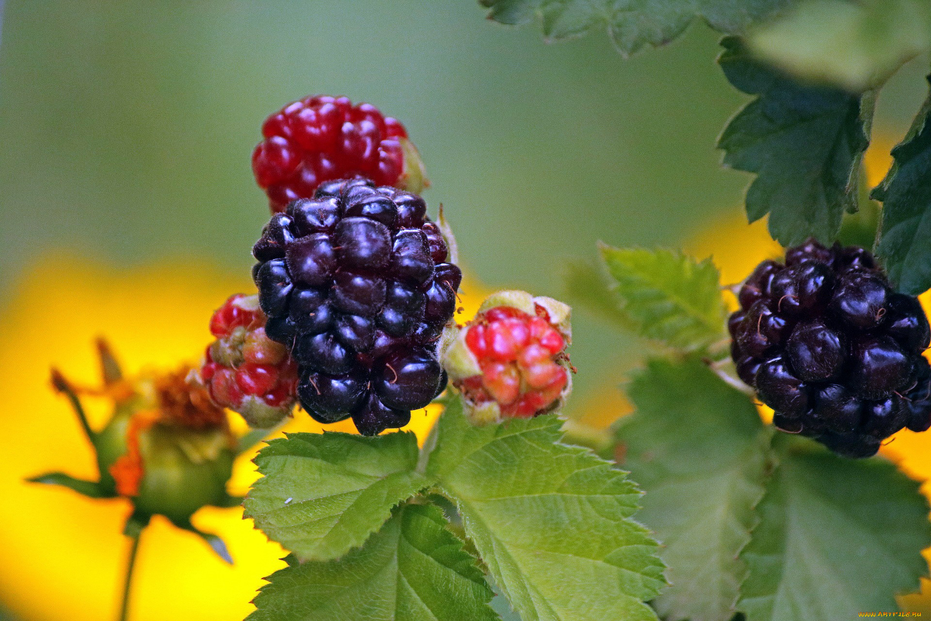 природа, Ягоды, ежевика