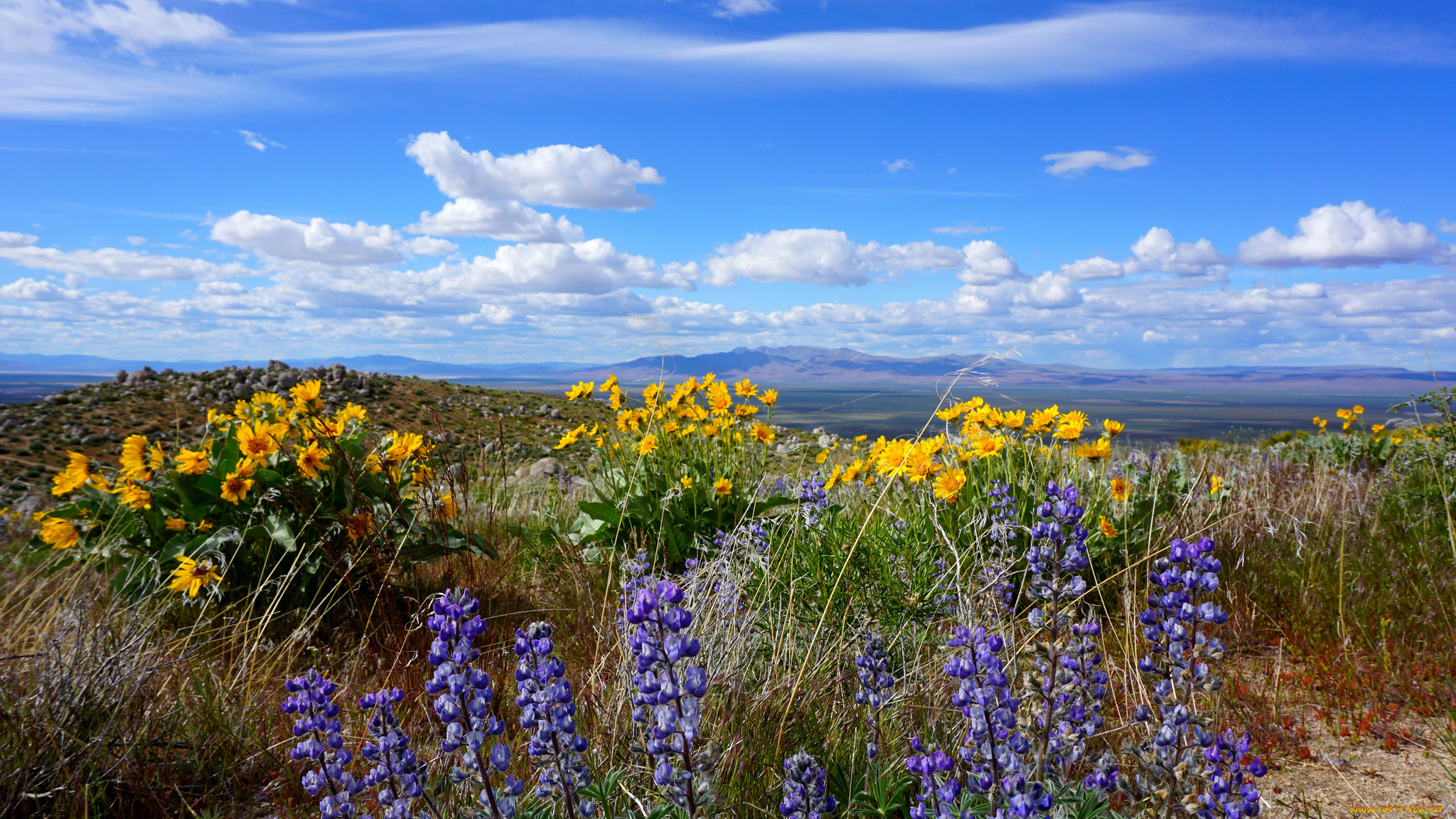 природа, луга, простор