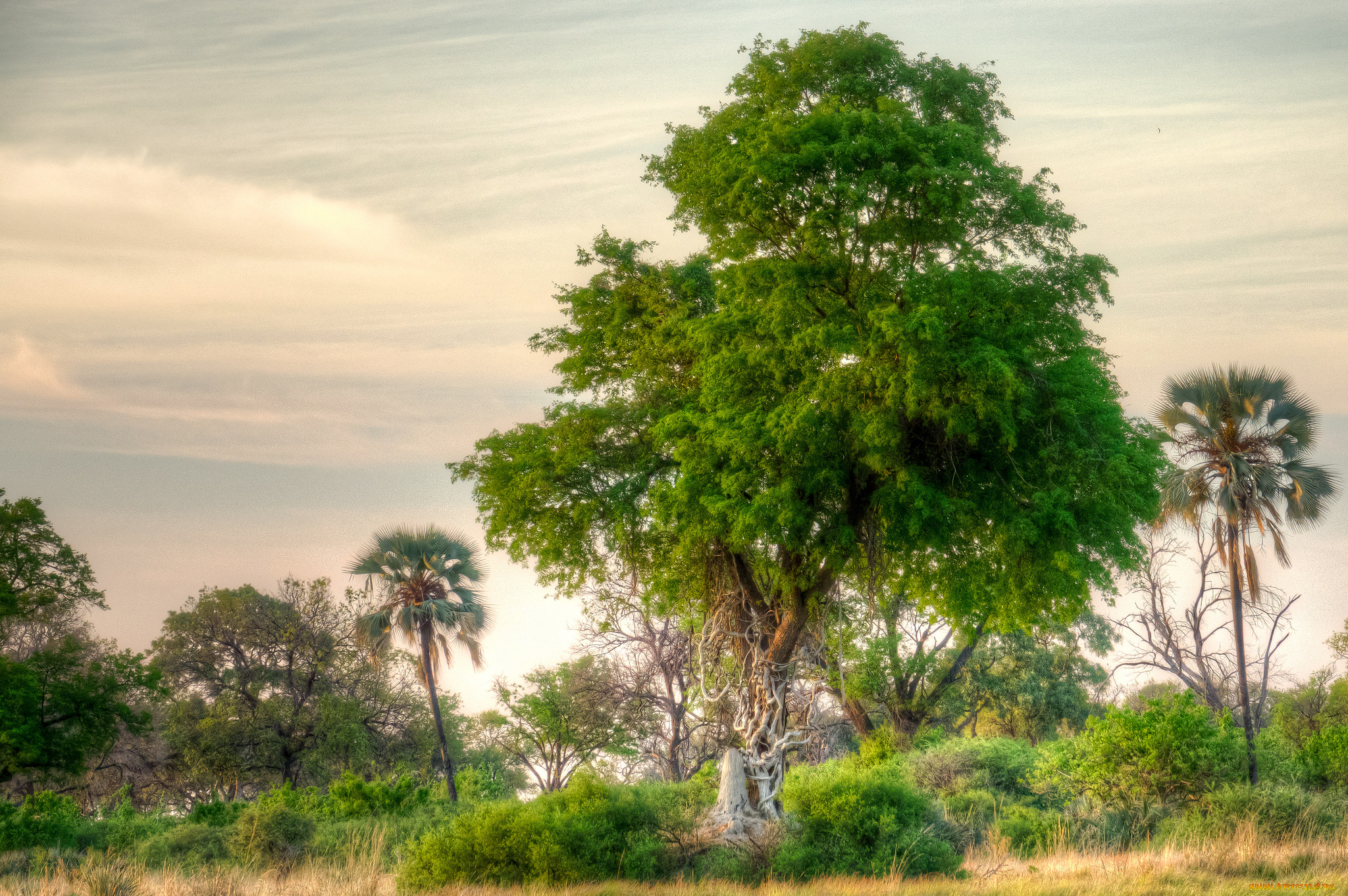 природа, деревья, простор