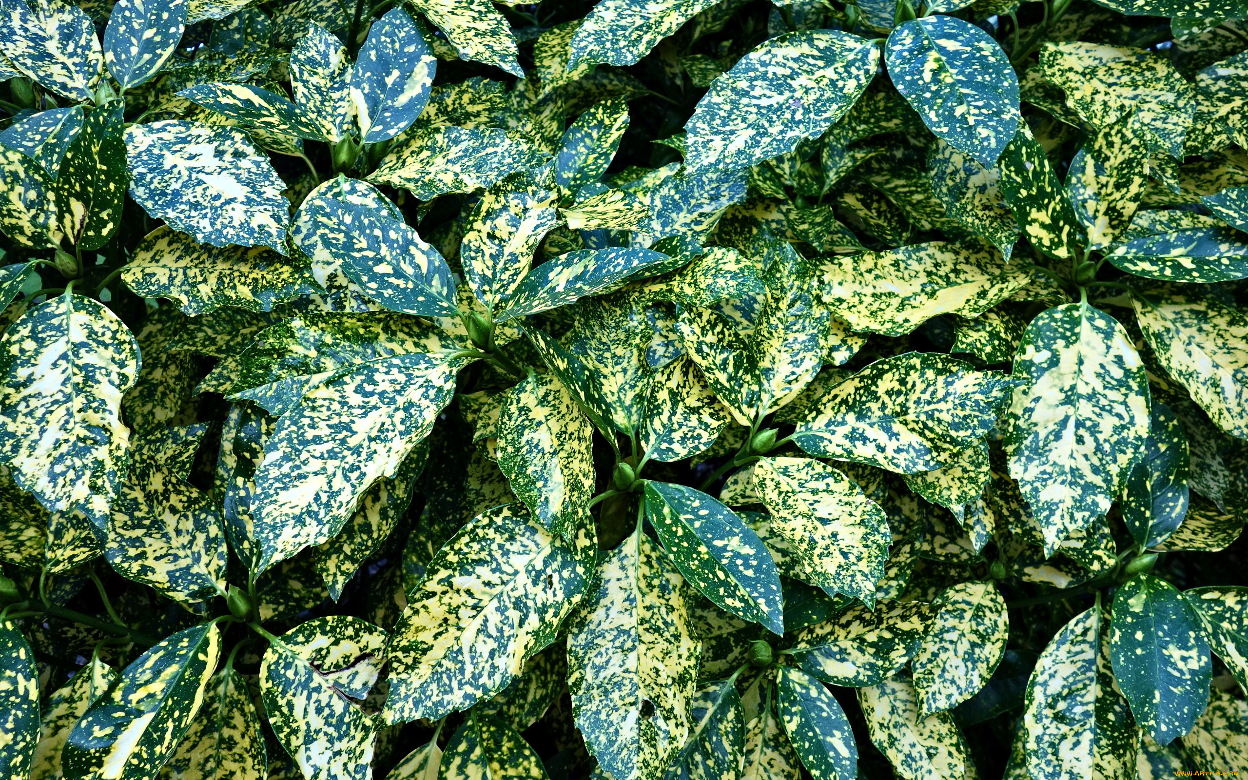 природа, листья, пестрые