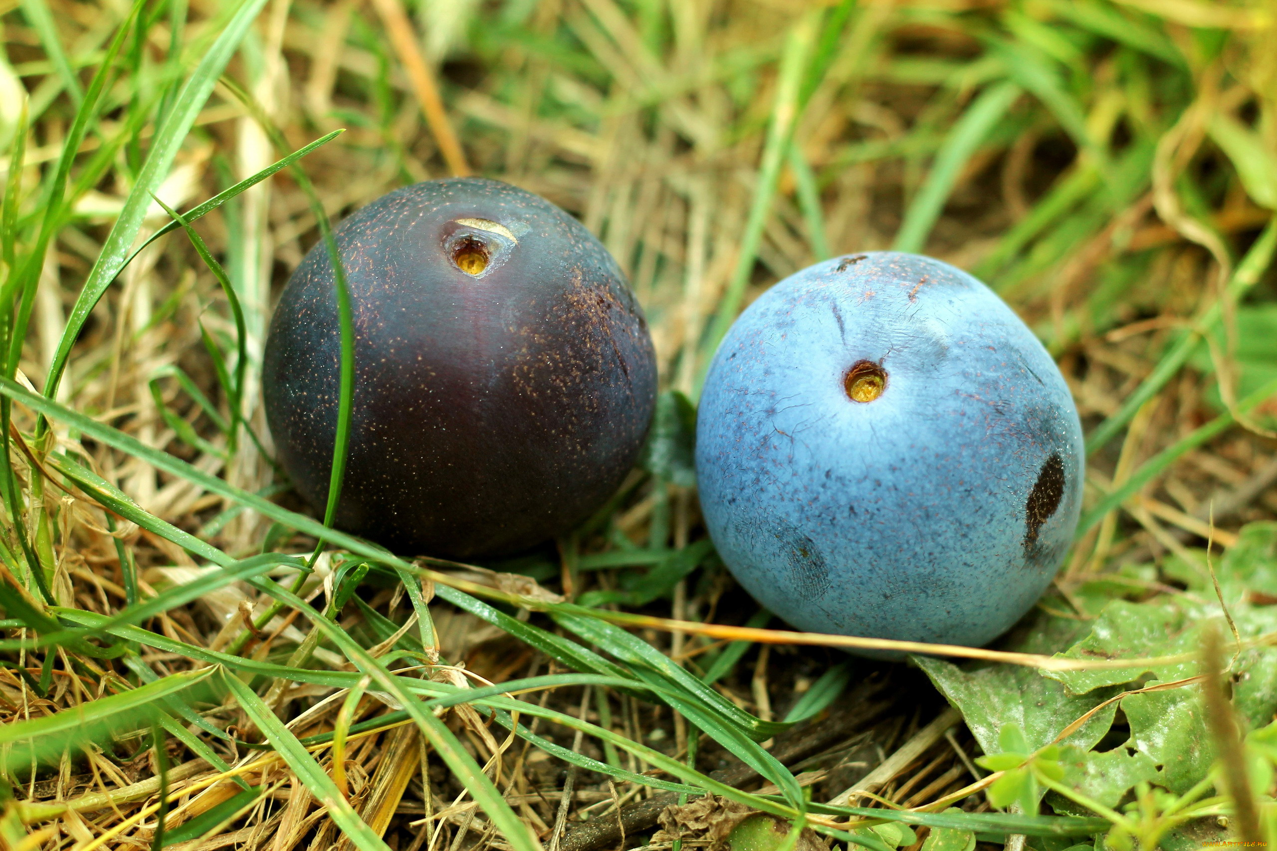 еда, персики, , сливы, , абрикосы, сливы