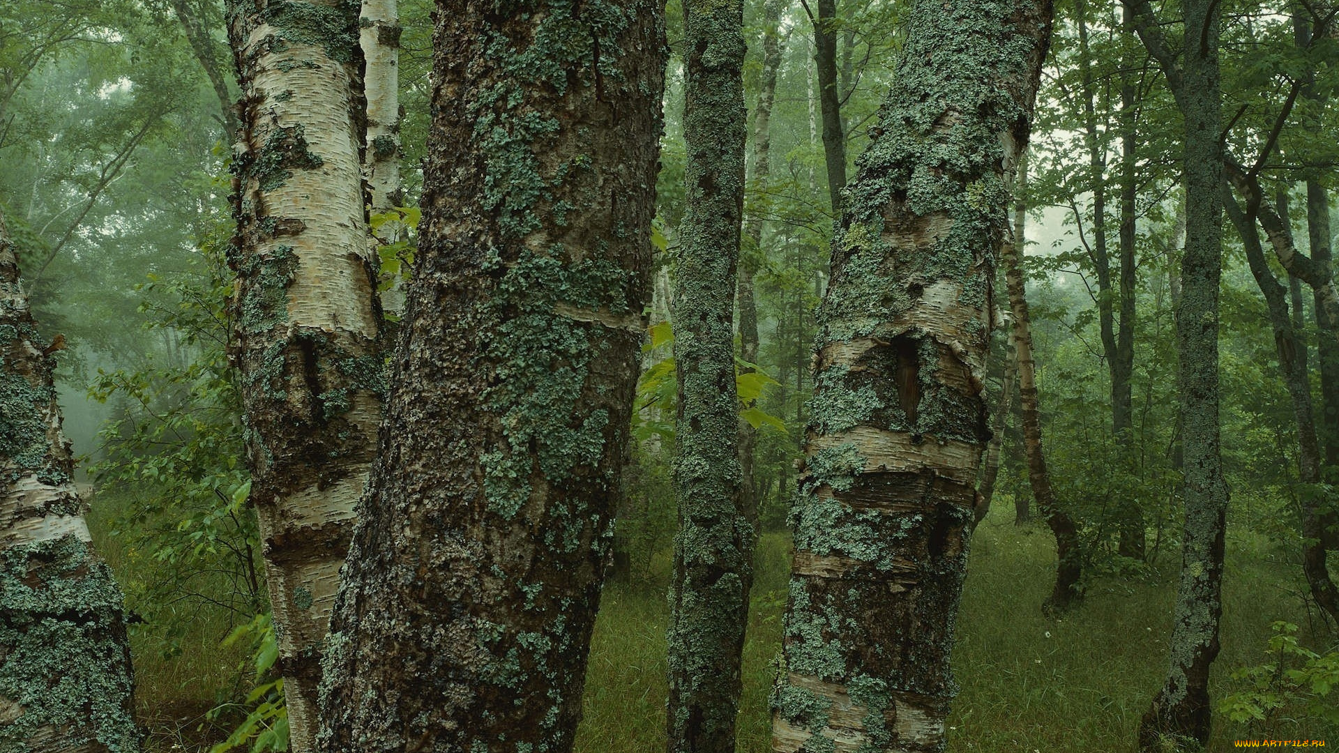 природа, лес, мох, деревья