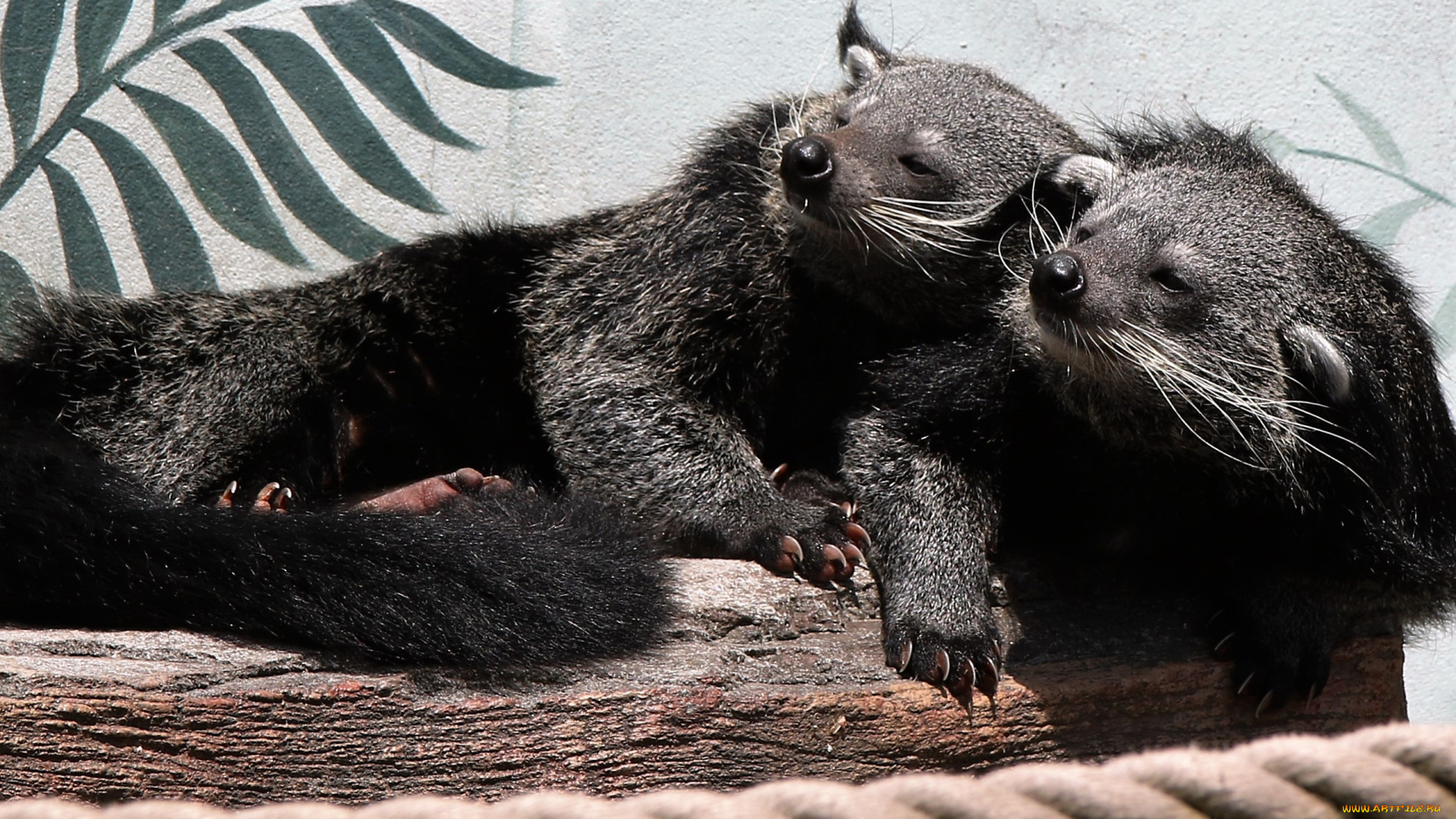 binturong, животные, бинтуронги, бинтуронг, млекопитающие, виверровые, хищники, шерсть, морда, когти, хвост