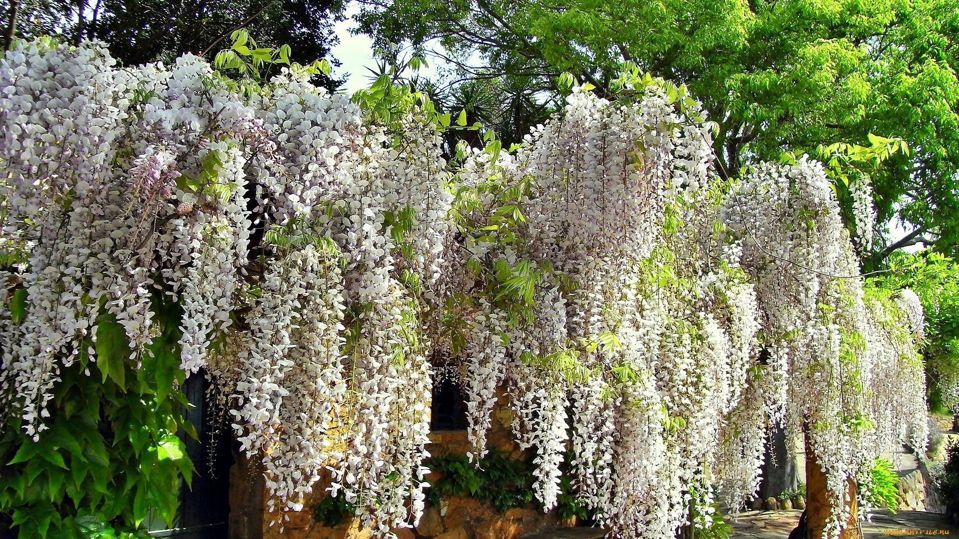 цветы, глициния, дерево, ветки