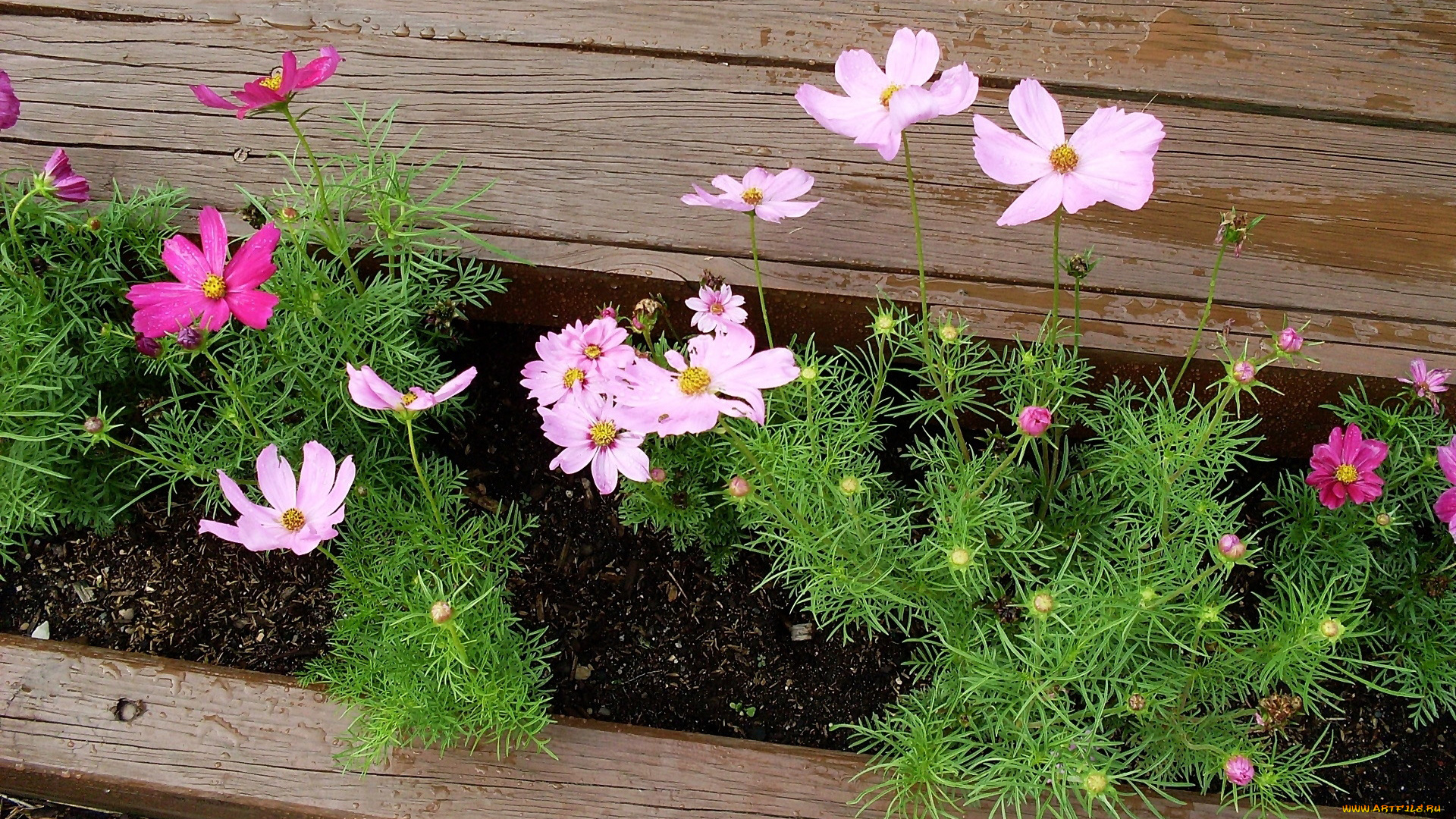цветы, космея, клумба