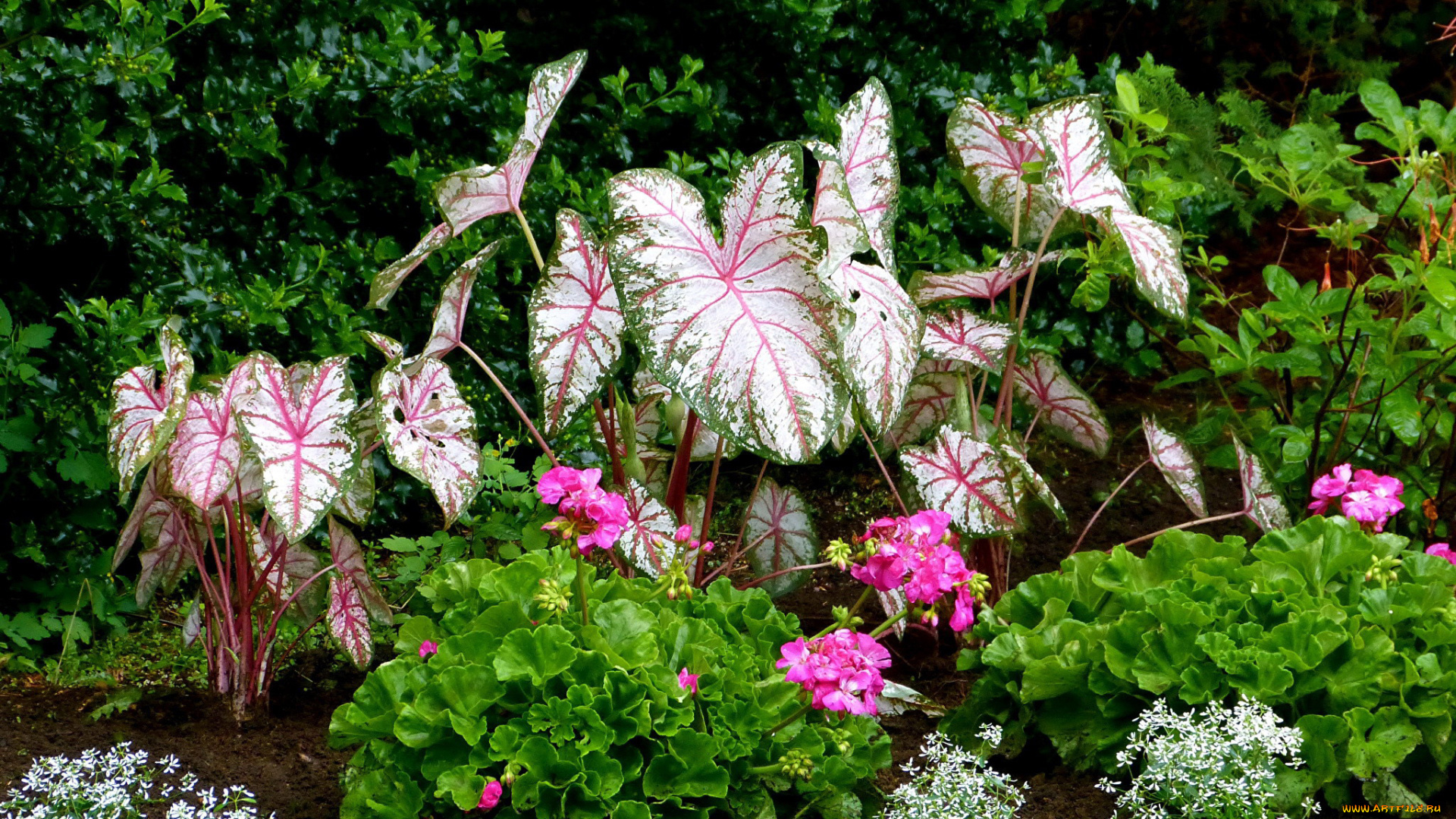 цветы, разные, вместе, клумба