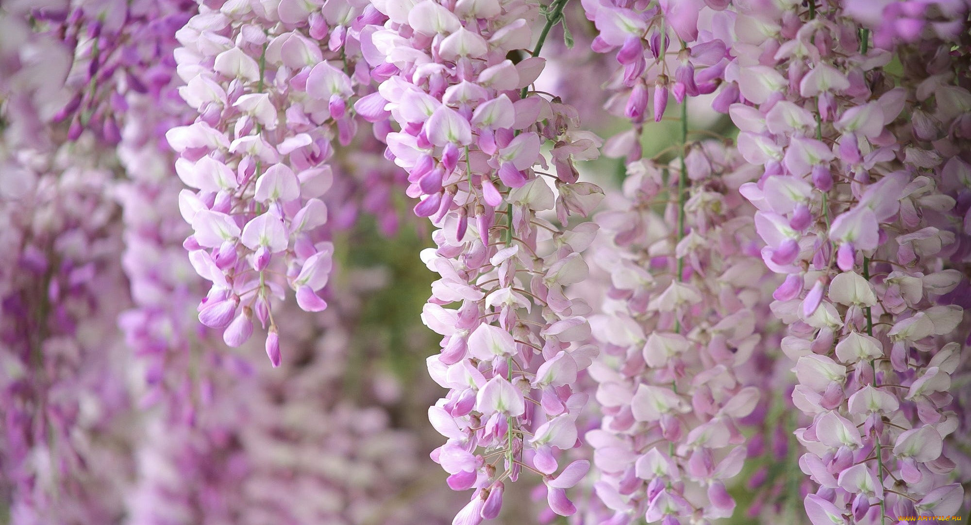 цветы, глициния, вистерия