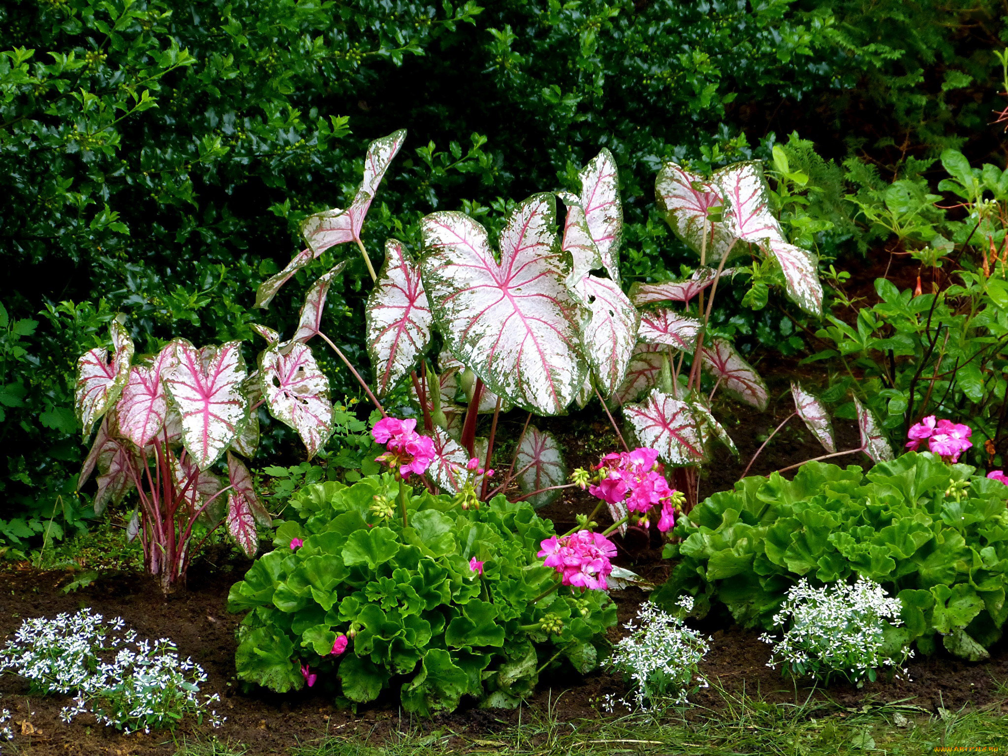 цветы, разные, вместе, клумба