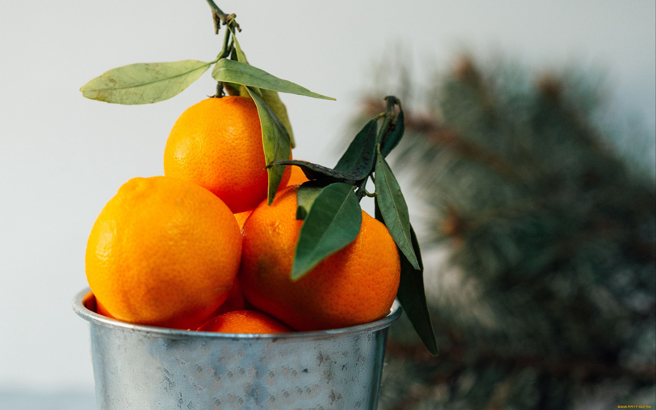 еда, цитрусы, мандарины