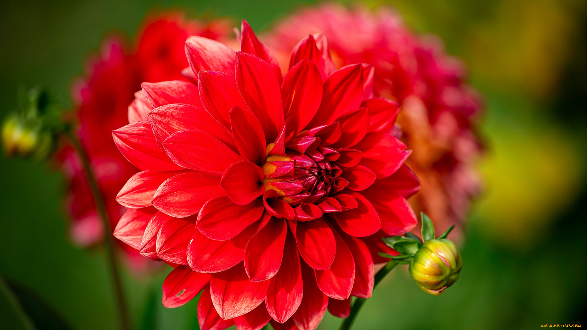 цветы, георгины, георгина