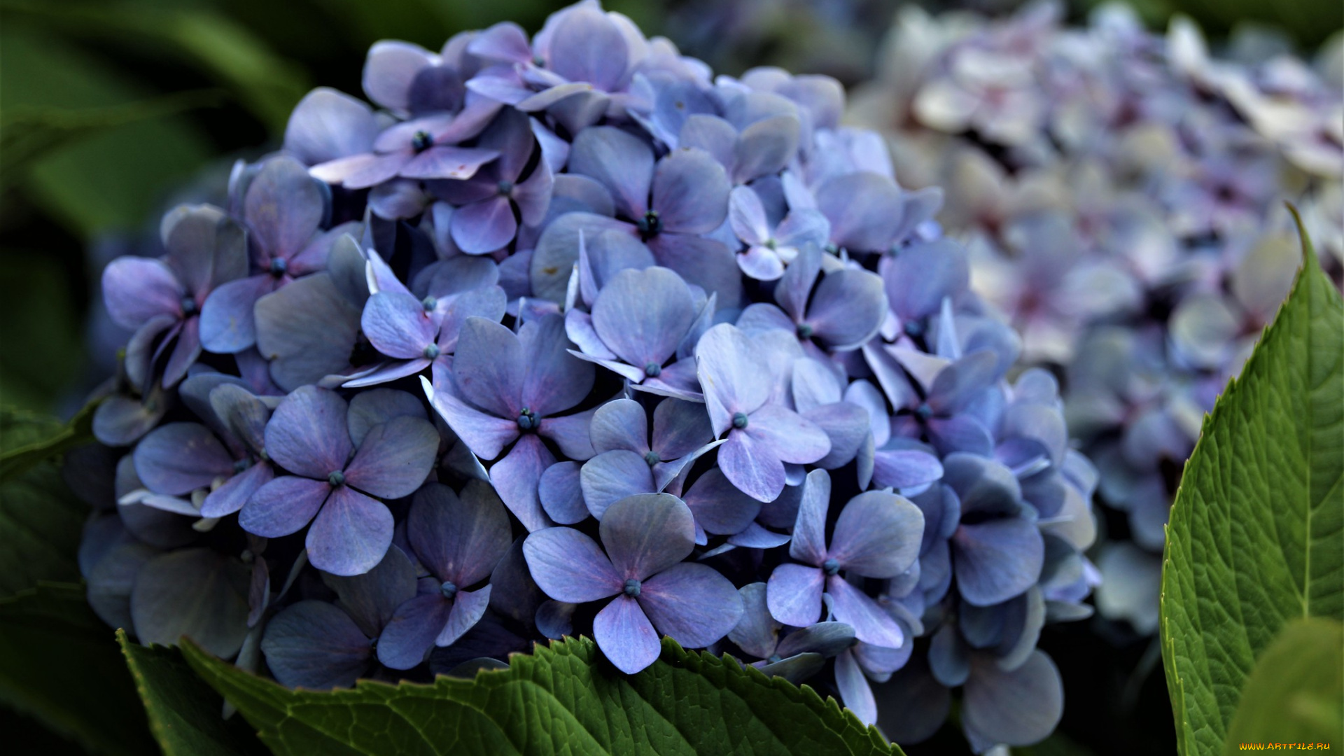 цветы, гортензия, голубой, цветение