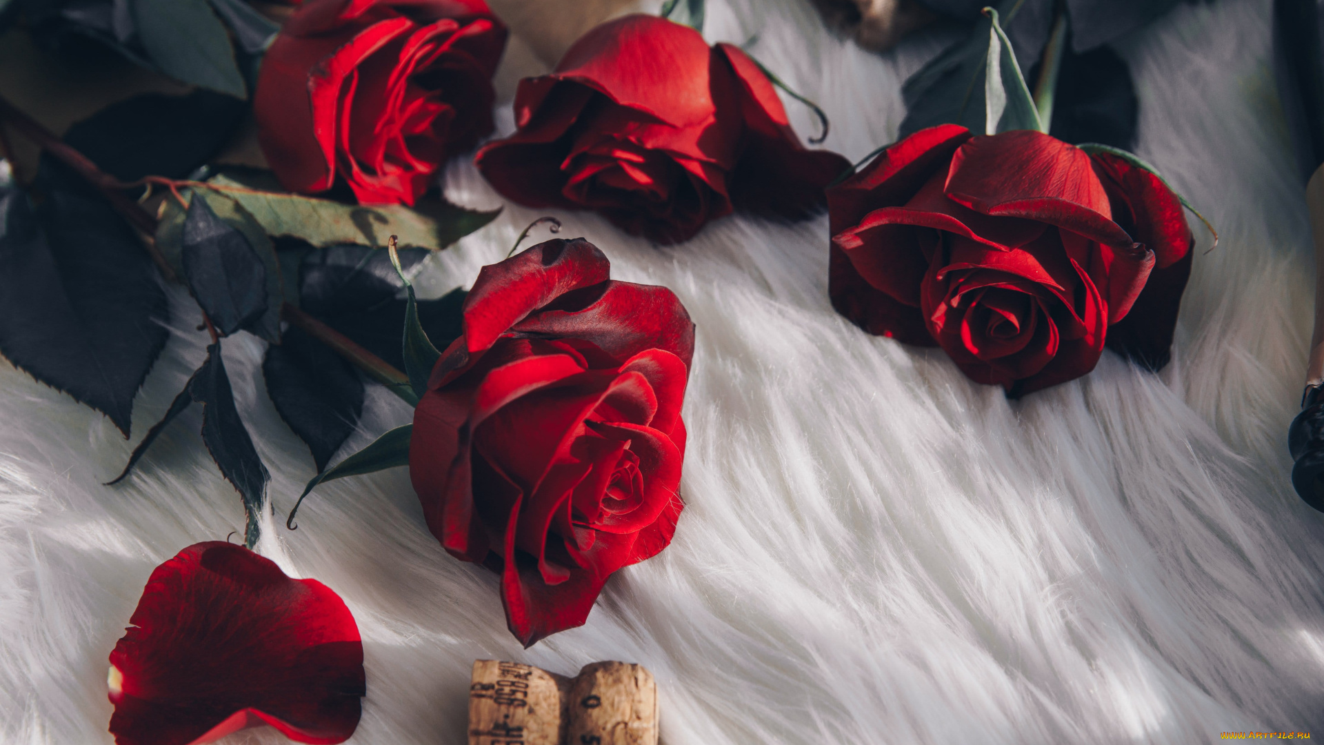 цветы, розы, красный, пробка