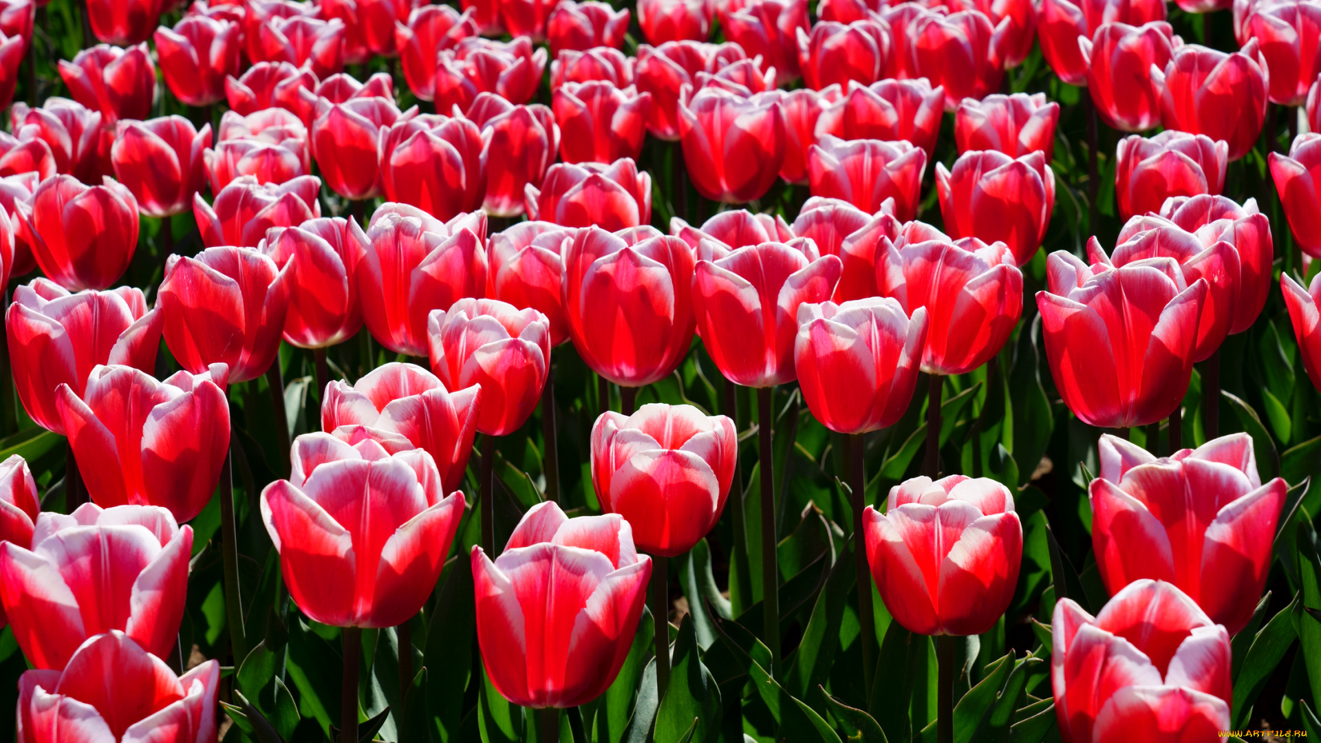 цветы, тюльпаны