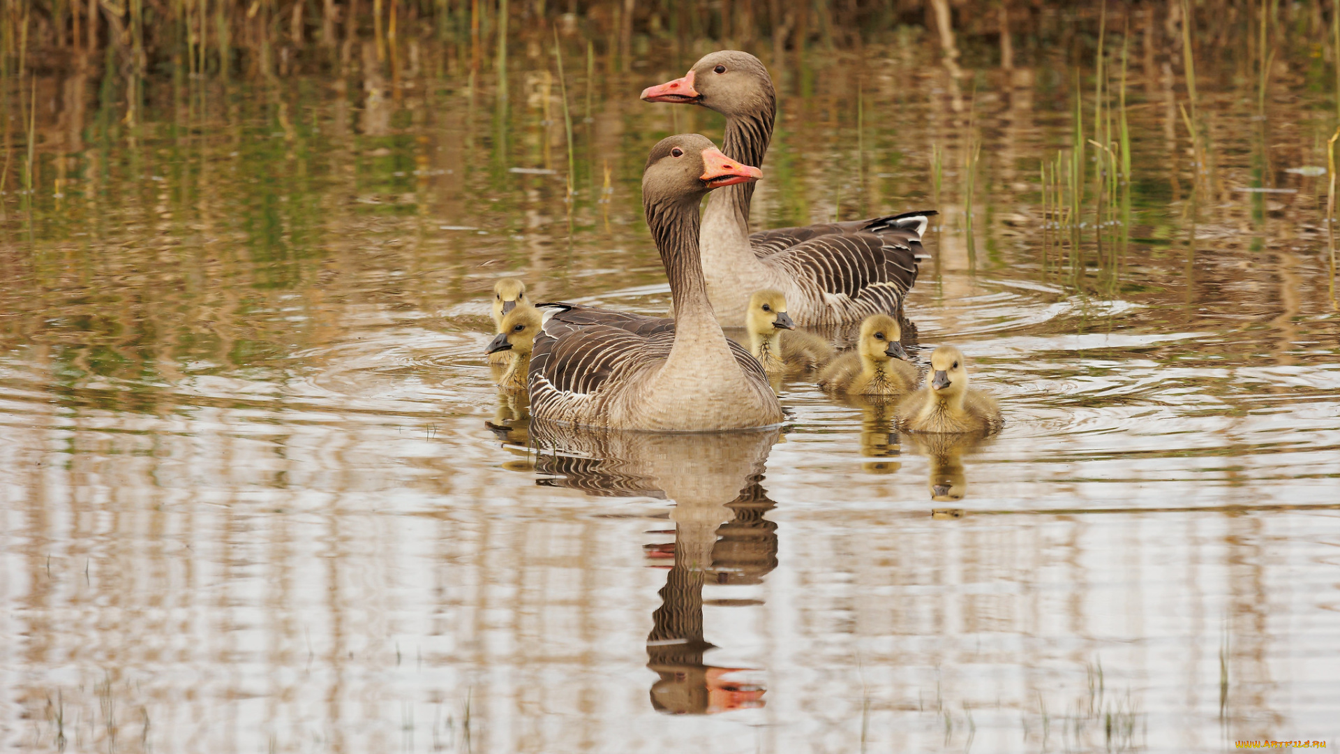животные, гуси