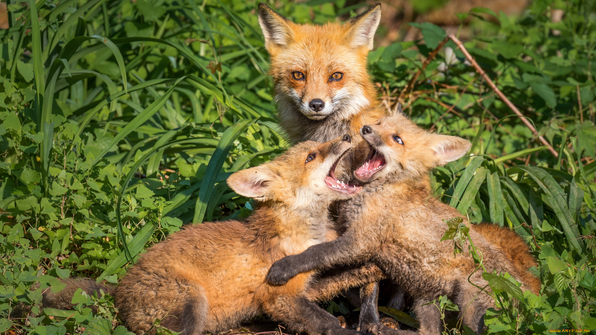 животные, лисы, лиса, лисята