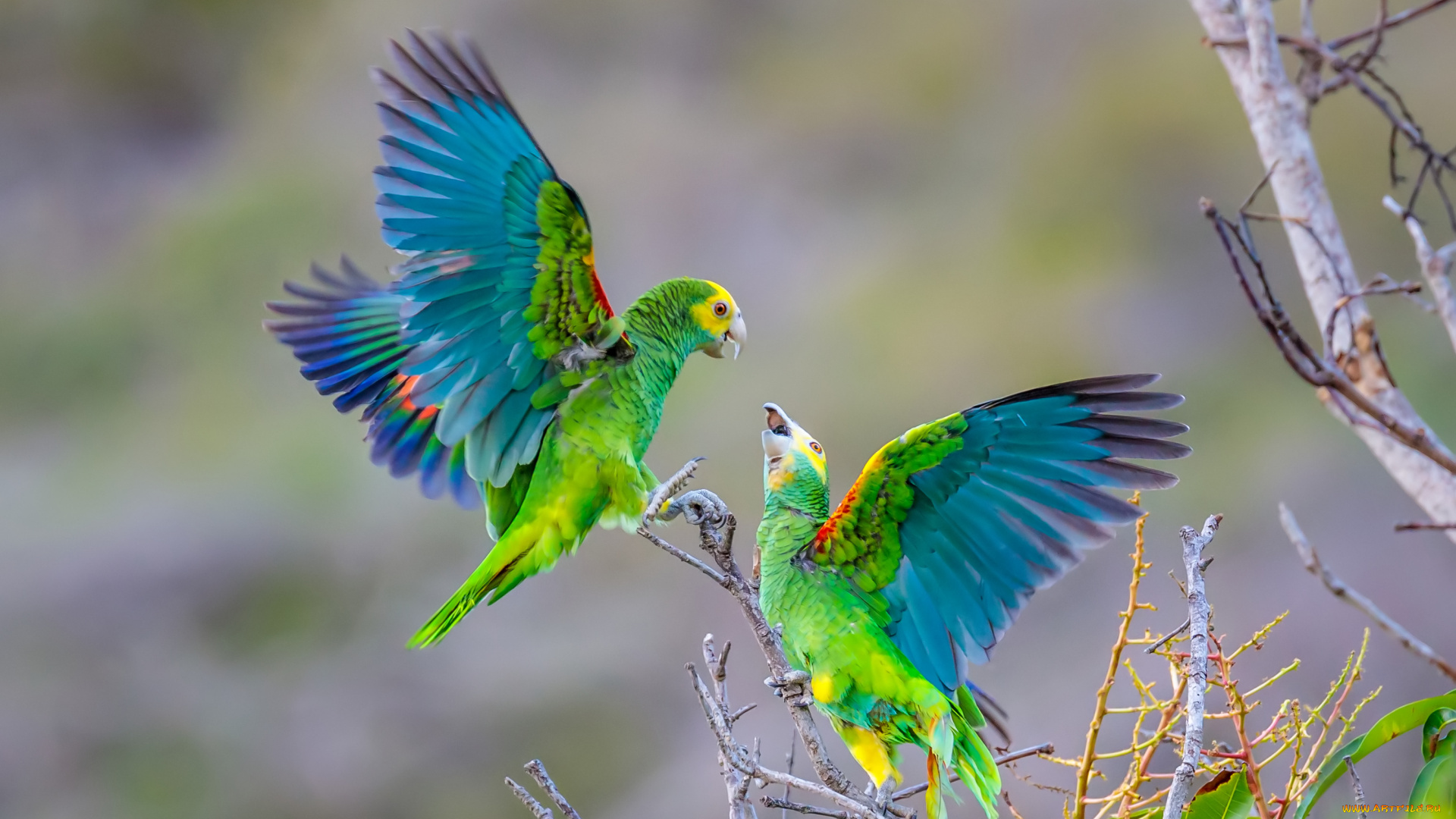 животные, попугаи