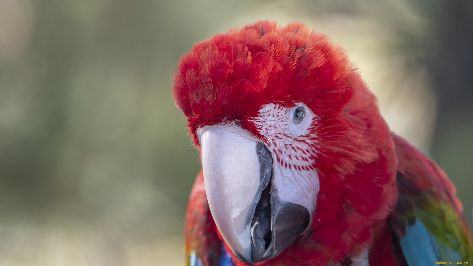 животные, попугаи, попугай, ара, клюв, взгляд
